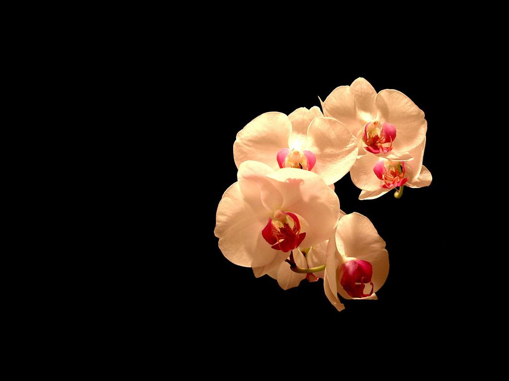 orchidée live wallpaper,pétale,fleur,rose,orchidée papillon,plante