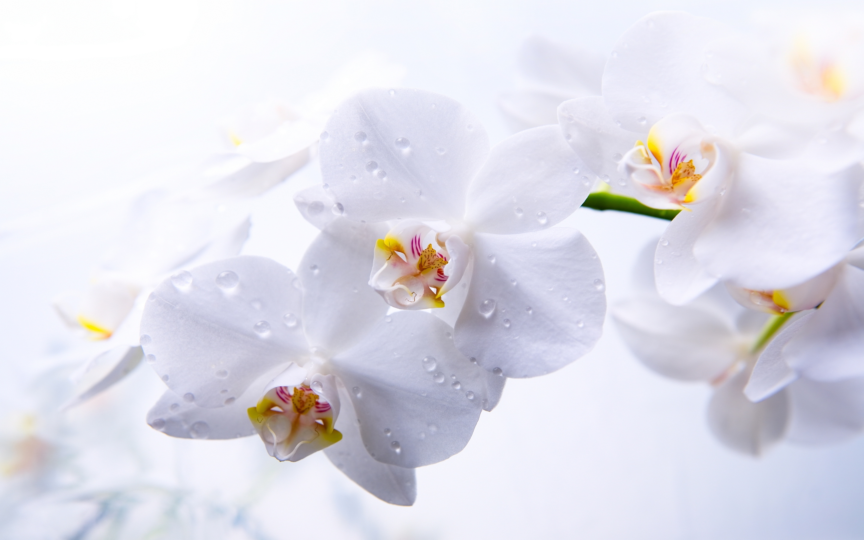orchid live wallpaper,flowering plant,white,flower,moth orchid,petal