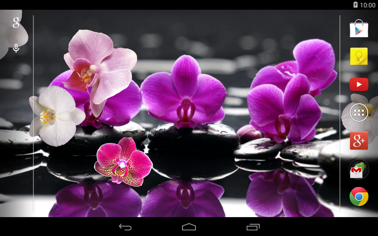 orquídea live wallpaper,orquídea polilla,pétalo,flor,rosado,púrpura