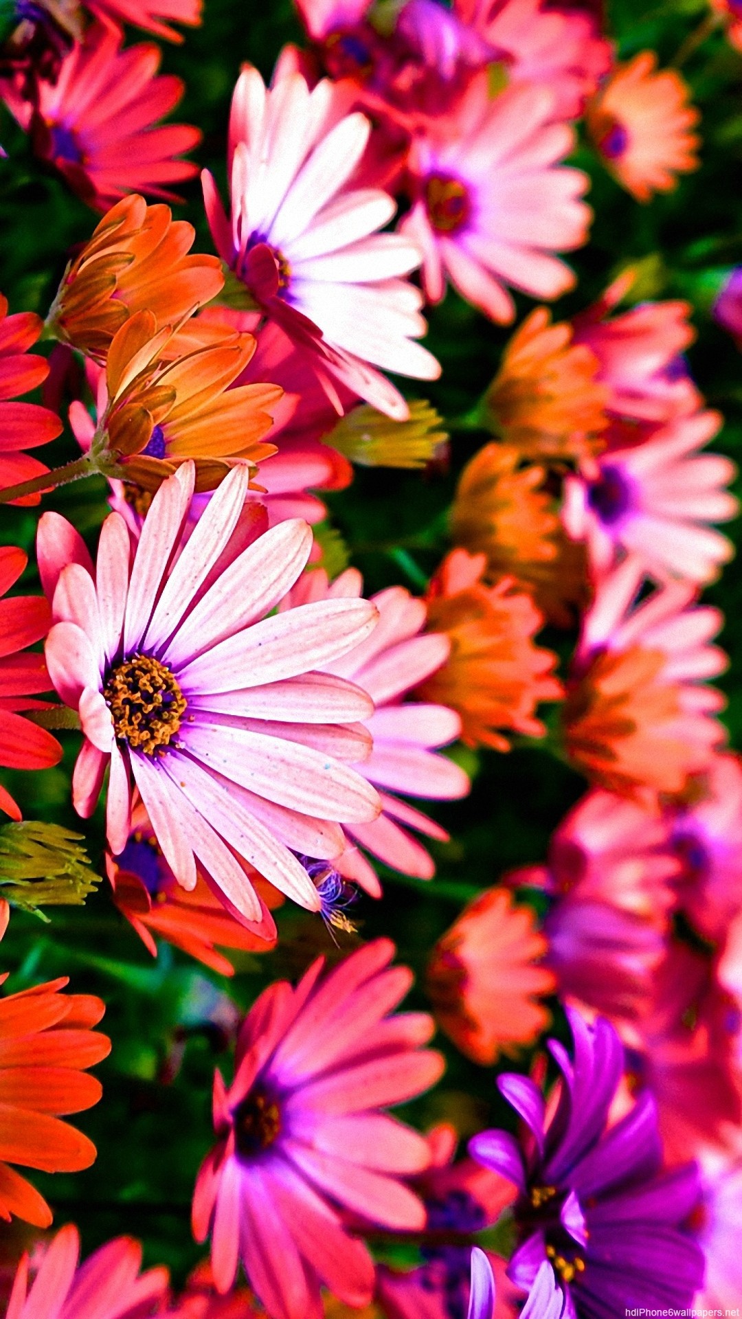 fonds d'écran colorés mignons,fleur,plante à fleurs,pétale,marguerite africaine,plante