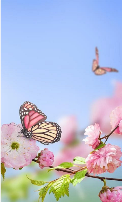 spring flowers live wallpaper,butterfly,cynthia (subgenus),insect,moths and butterflies,pink