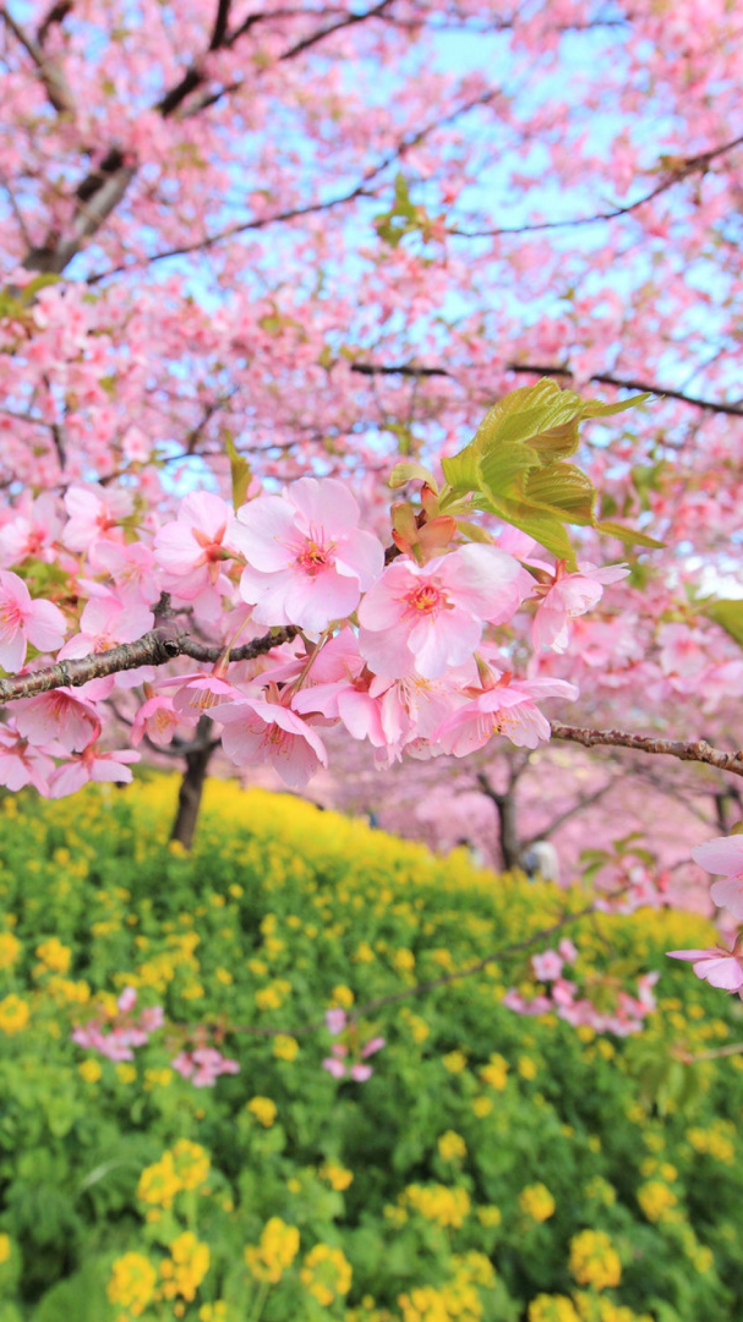 봄 꽃 라이브 배경 화면,꽃,식물,봄,꽃,나무