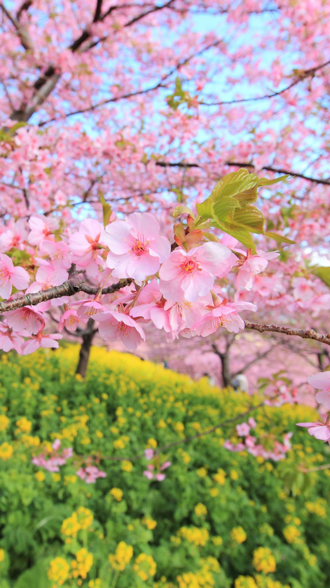 春の花ライブ壁紙,花,工場,春,花,木