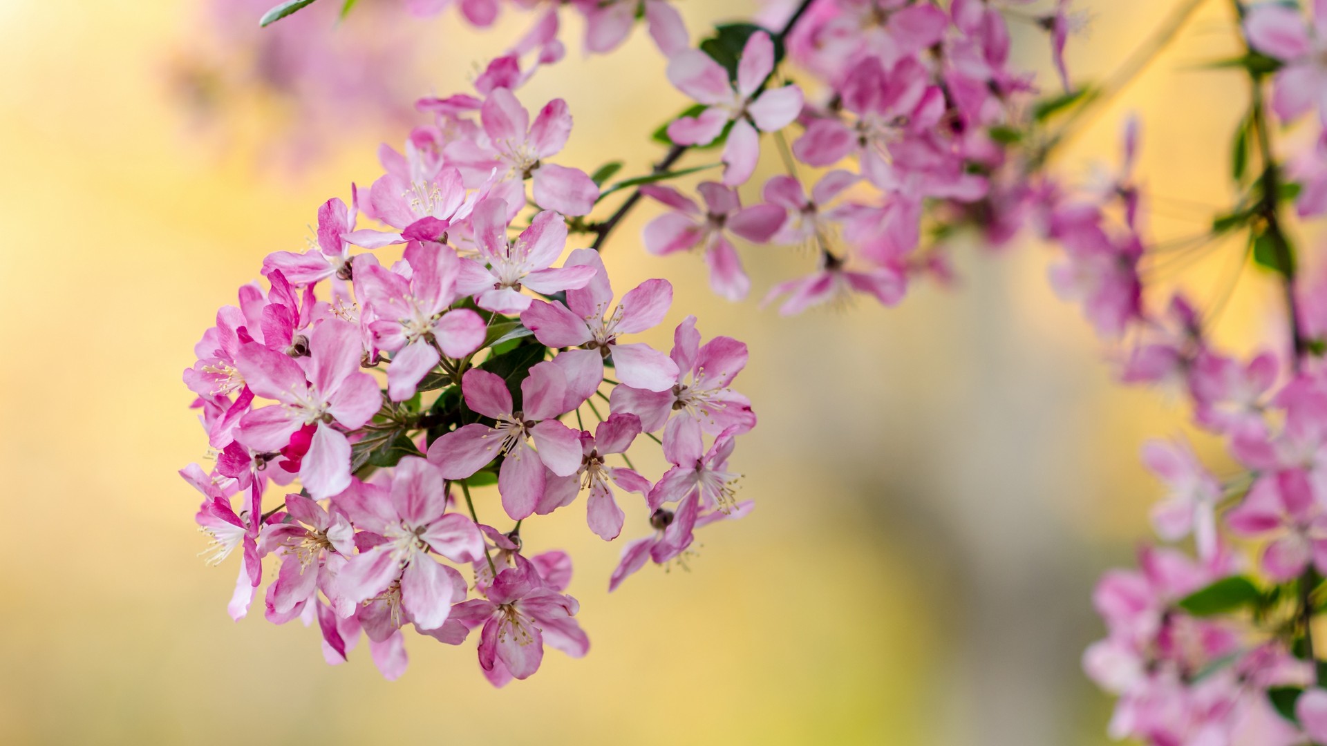 frühlingsblumen leben tapete,blume,blühende pflanze,lila,pflanze,blütenblatt