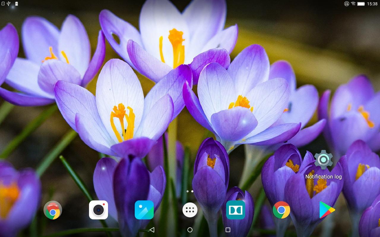 fiori primaverili live wallpaper,fiore,croco cretese,pianta fiorita,tommy crocus,petalo