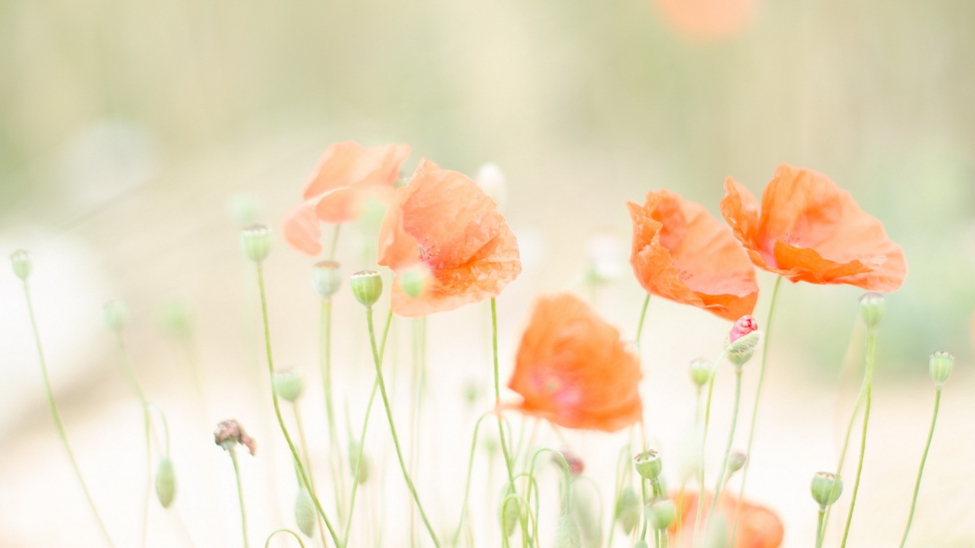 pastel color wallpaper hd,flower,petal,orange,watercolor paint,coquelicot