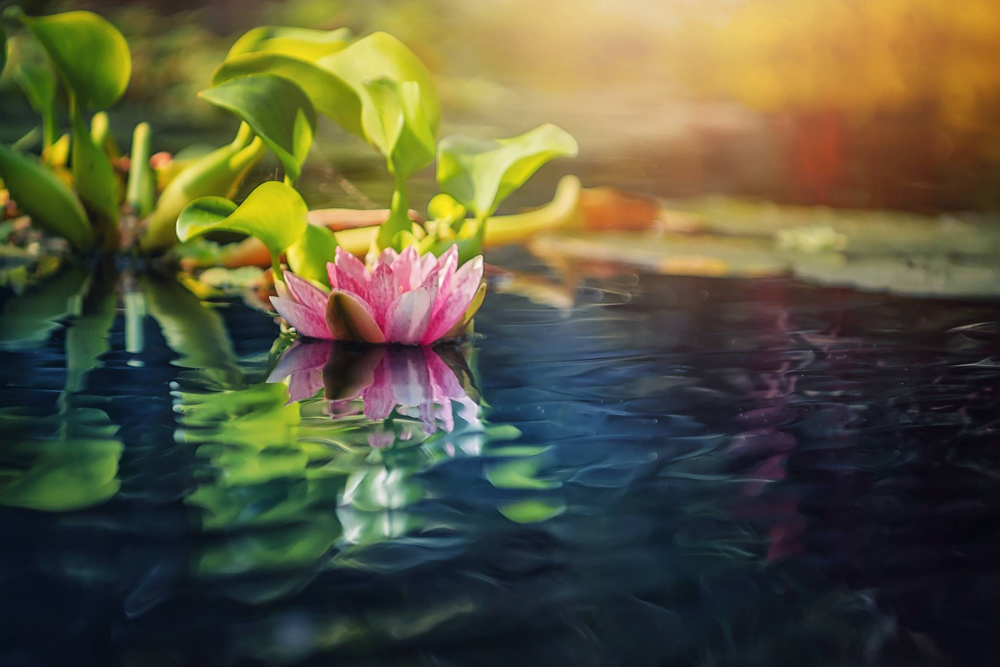 3d flowers touch wallpaper,nature,reflection,flower,water,aquatic plant