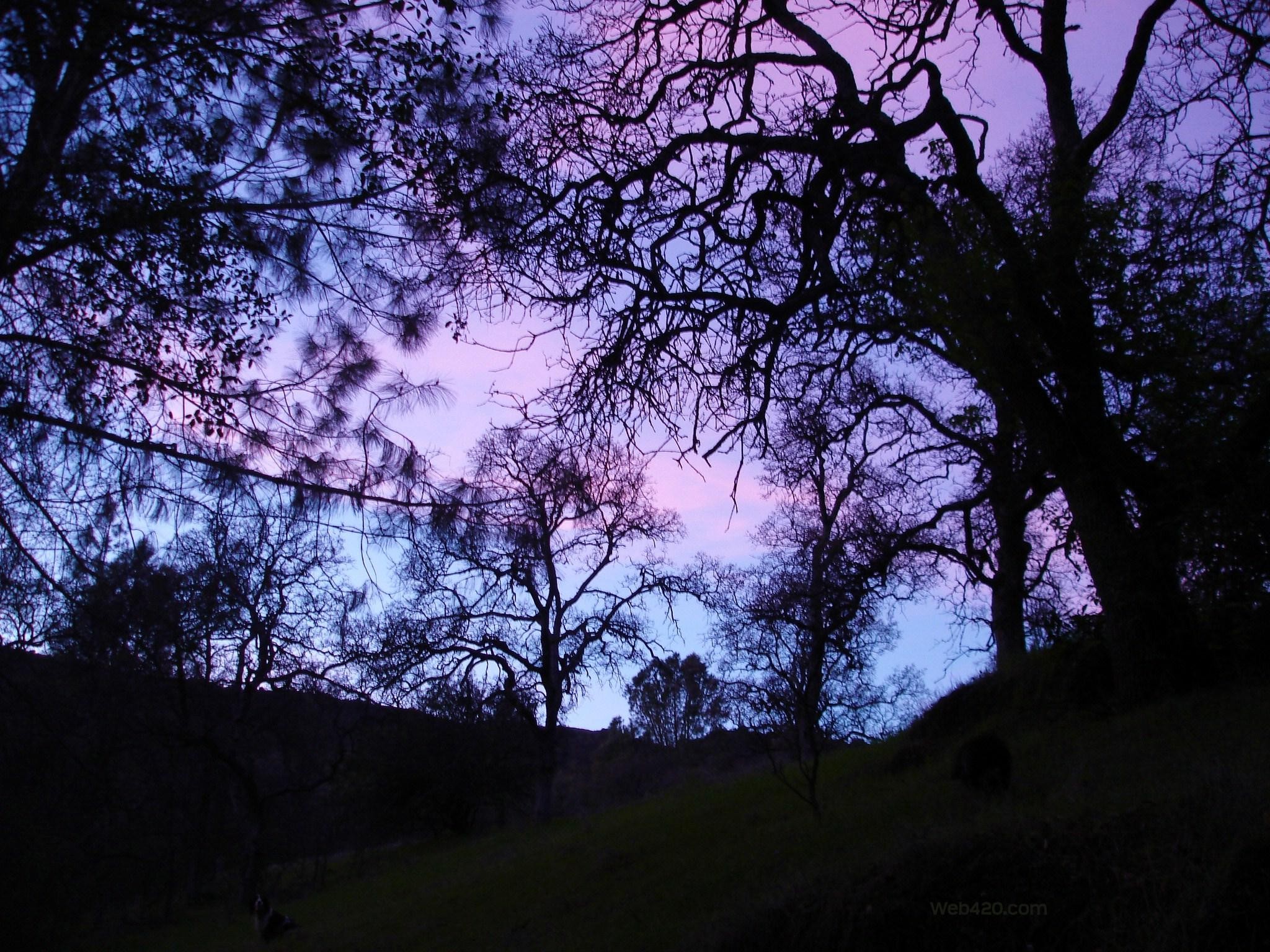 fond d'écran grunge pastel,ciel,arbre,la nature,violet,bleu