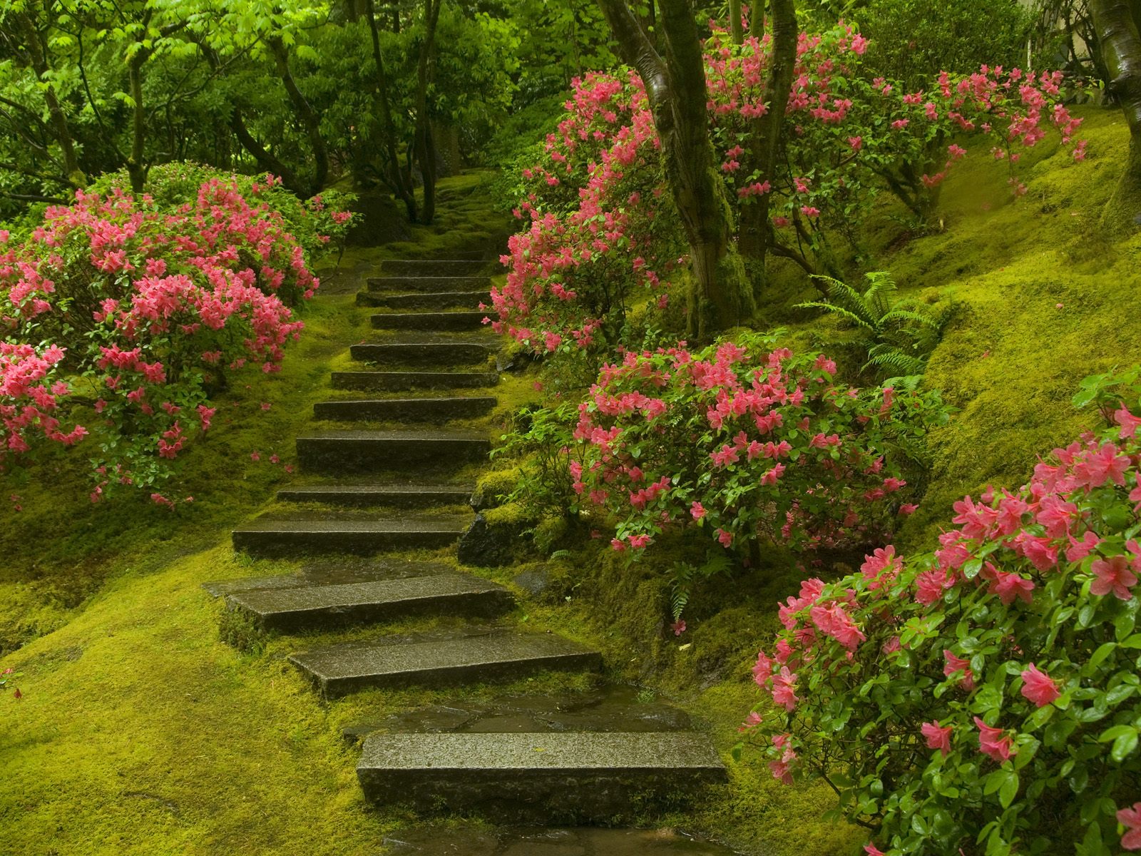 美しい庭の壁紙,自然,花,庭園,自然の風景,工場