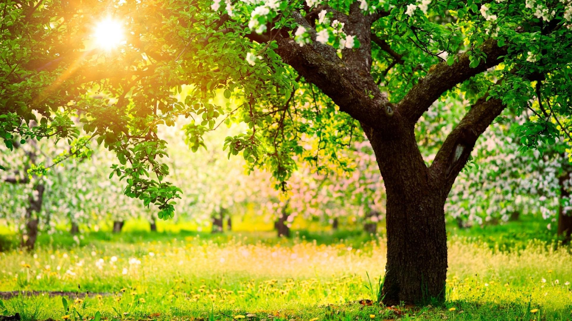 beau fond d'écran de jardin,arbre,paysage naturel,la nature,vert,lumière du soleil