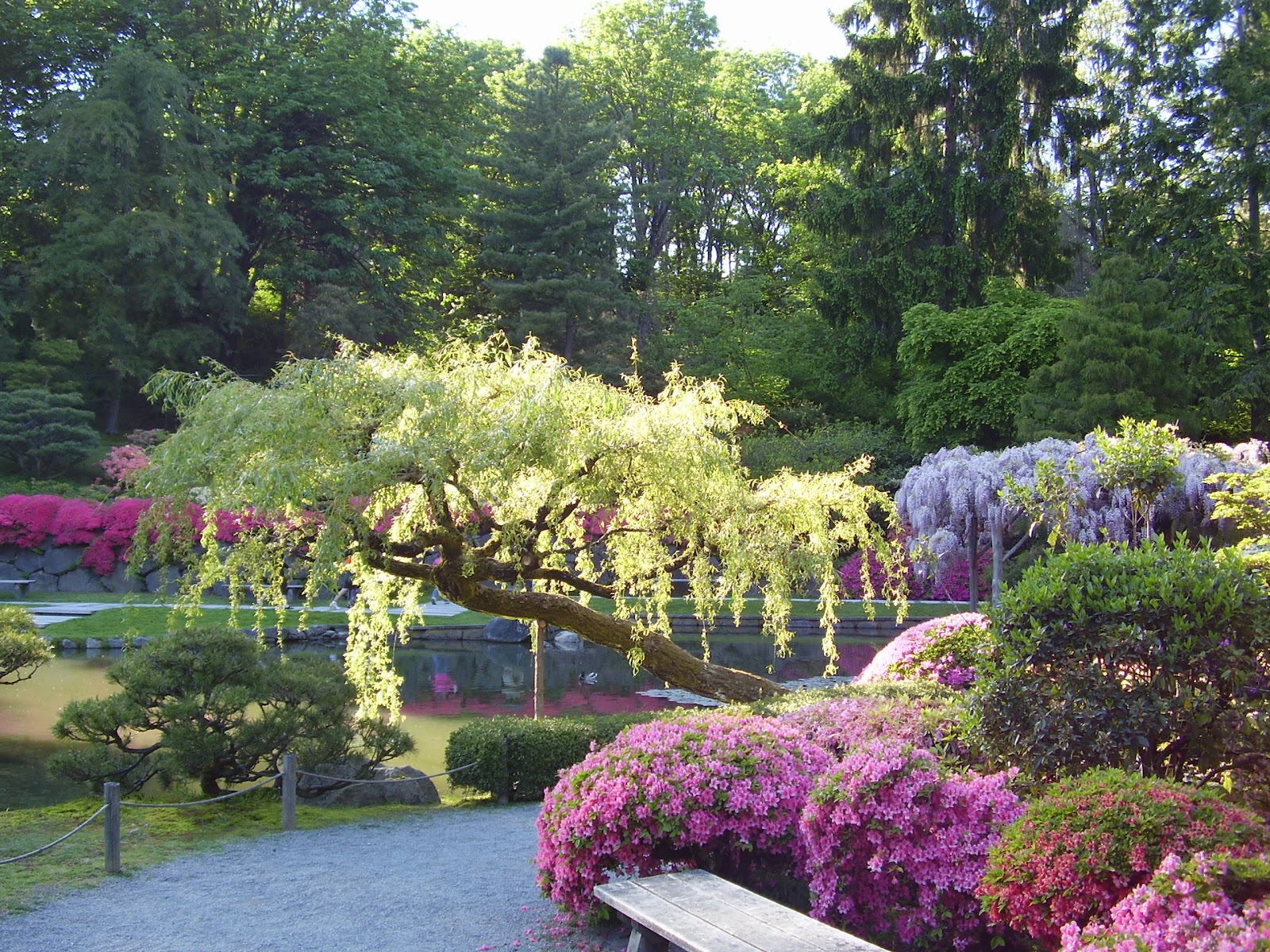 아름다운 정원 벽지,정원,식물,꽃,식물원,나무