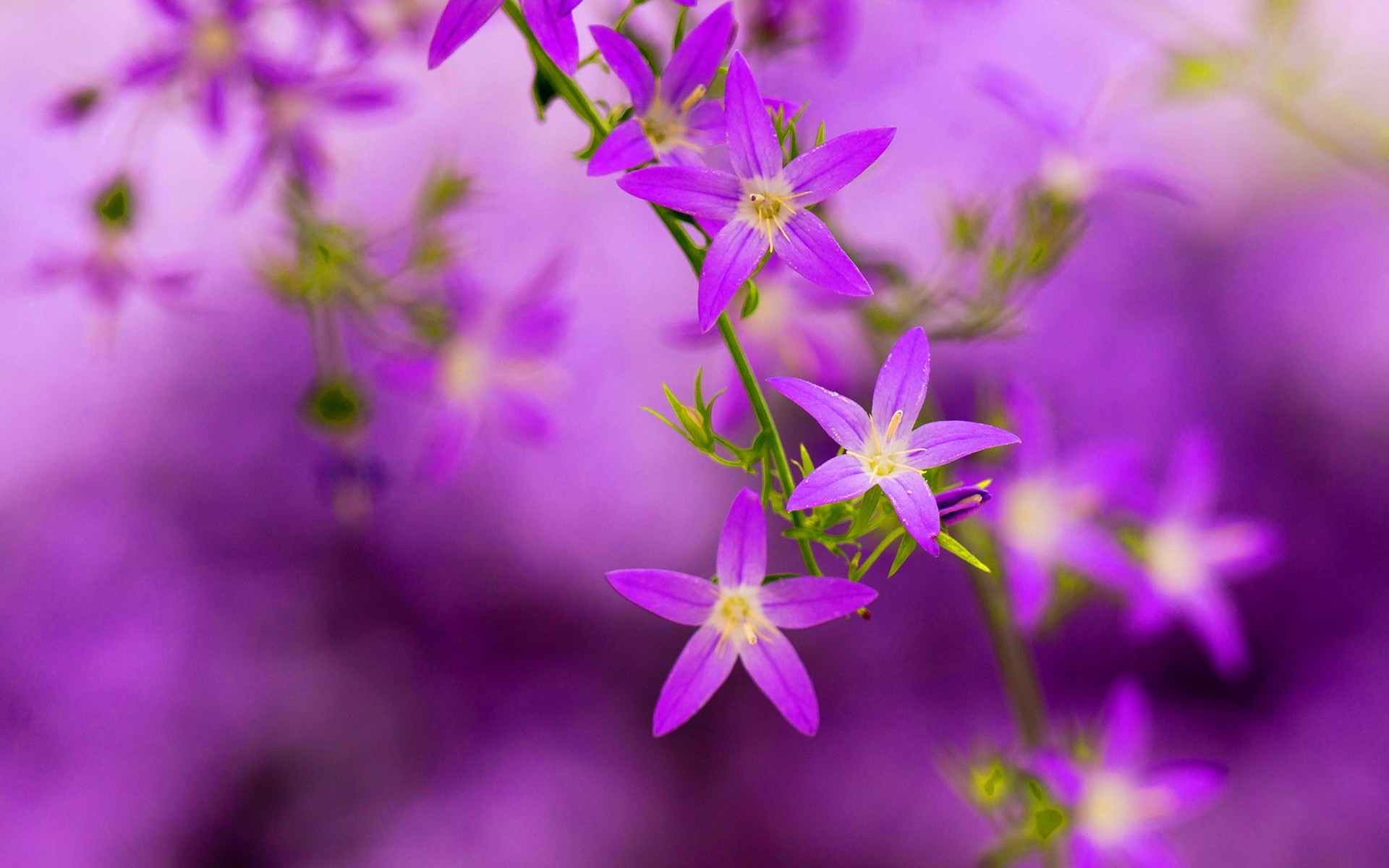 かなり紫色の壁紙,花,開花植物,紫の,工場,ライラック