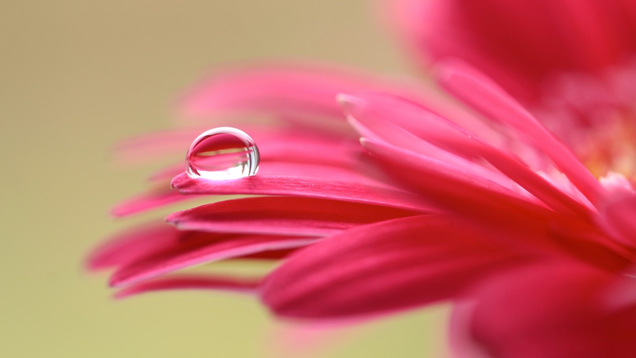 carta da parati petali,rosa,petalo,gerbera,barberia daisy,rosso