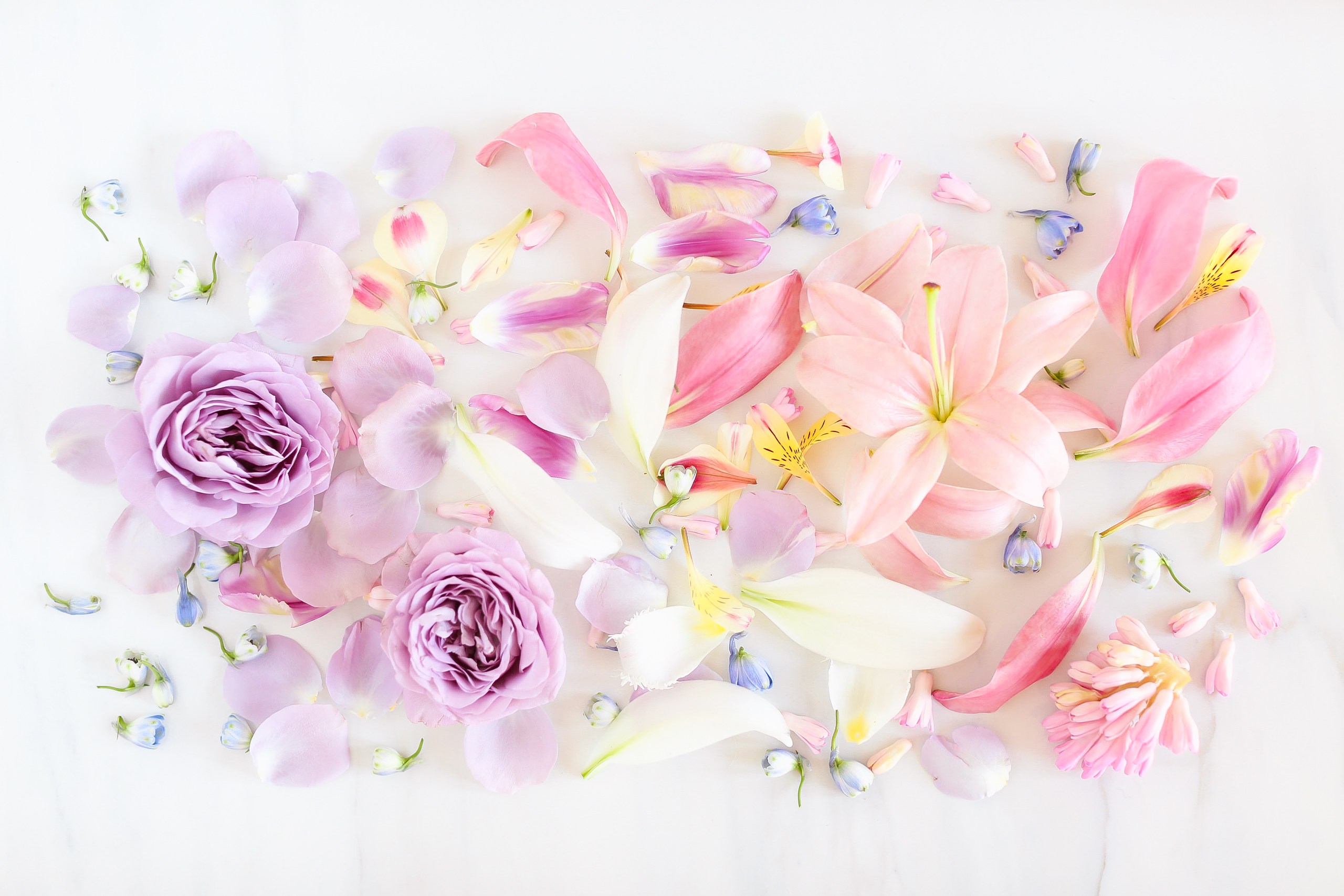 sfondo del desktop pastello,rosa,fiore,petalo,pianta,mazzo