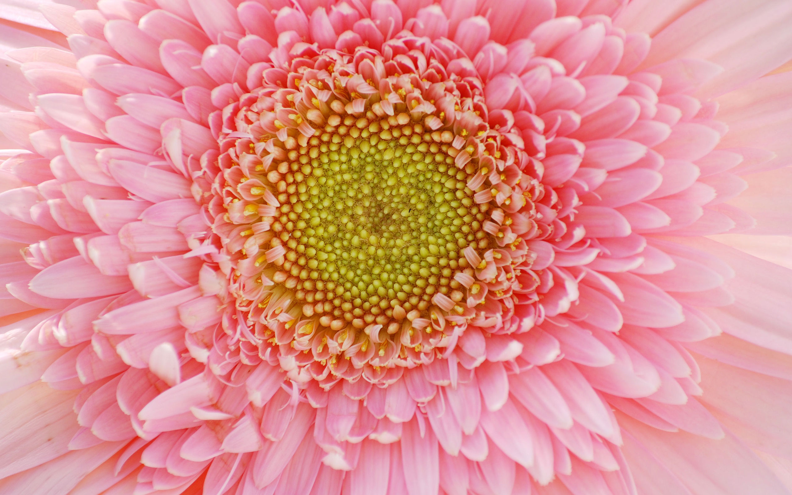 petals wallpaper,flower,petal,pink,gerbera,plant