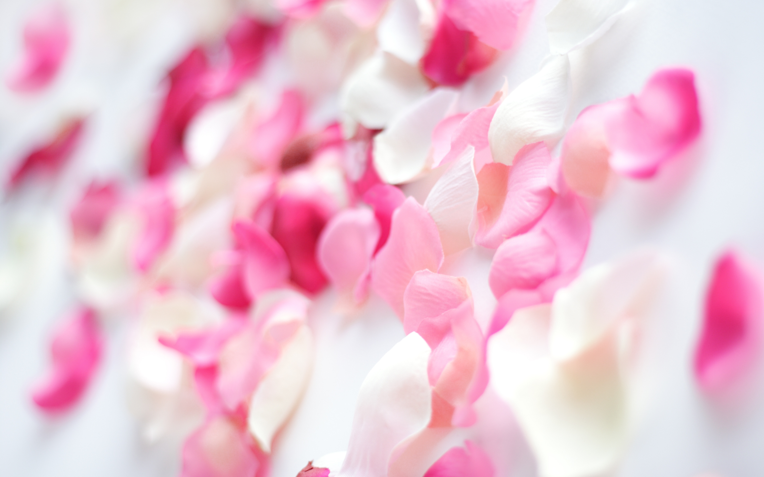 petals wallpaper,pink,petal,flower,plant,magenta