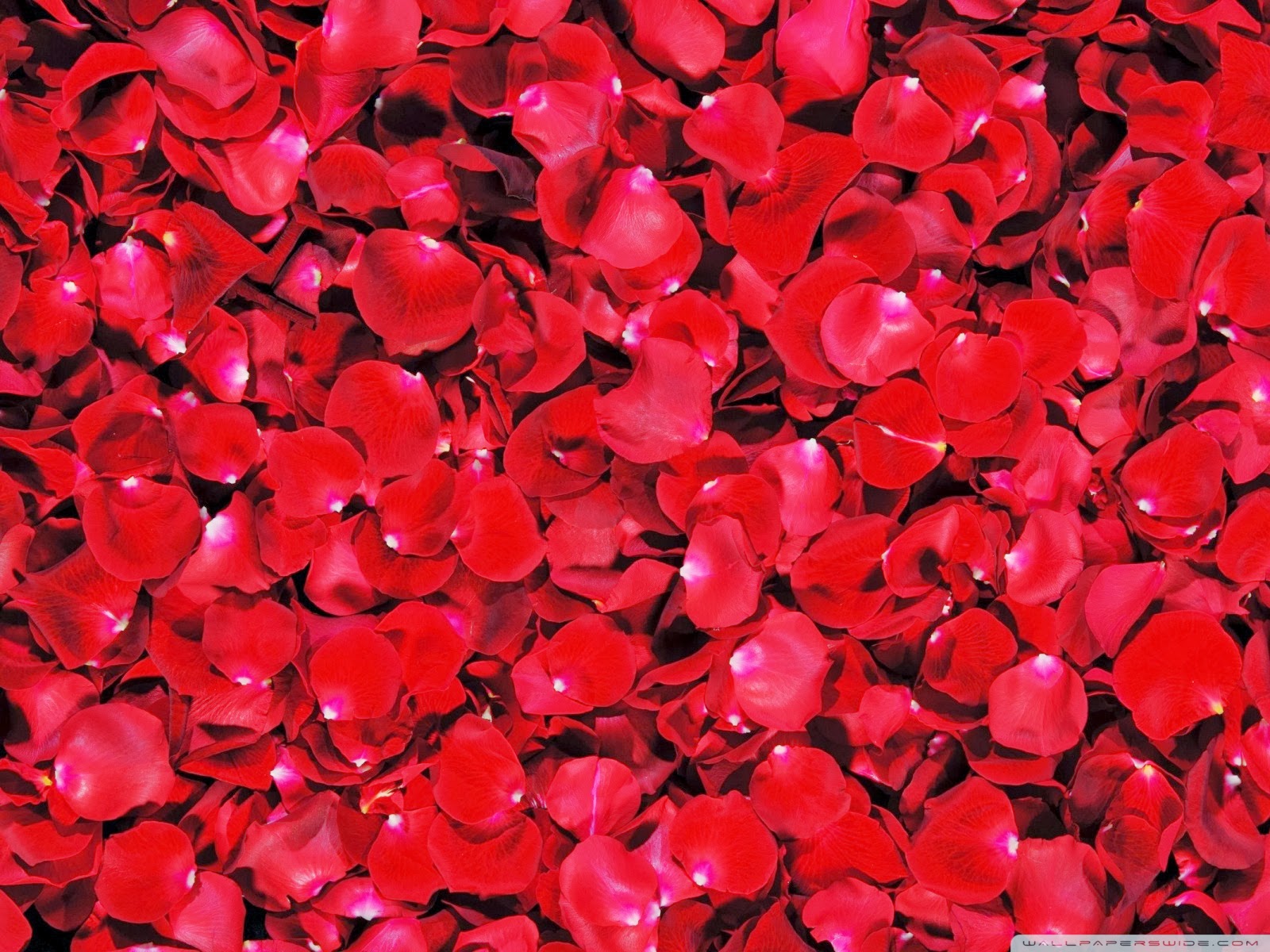 papel pintado de pétalos,rojo,pétalo,flor,planta,día de san valentín