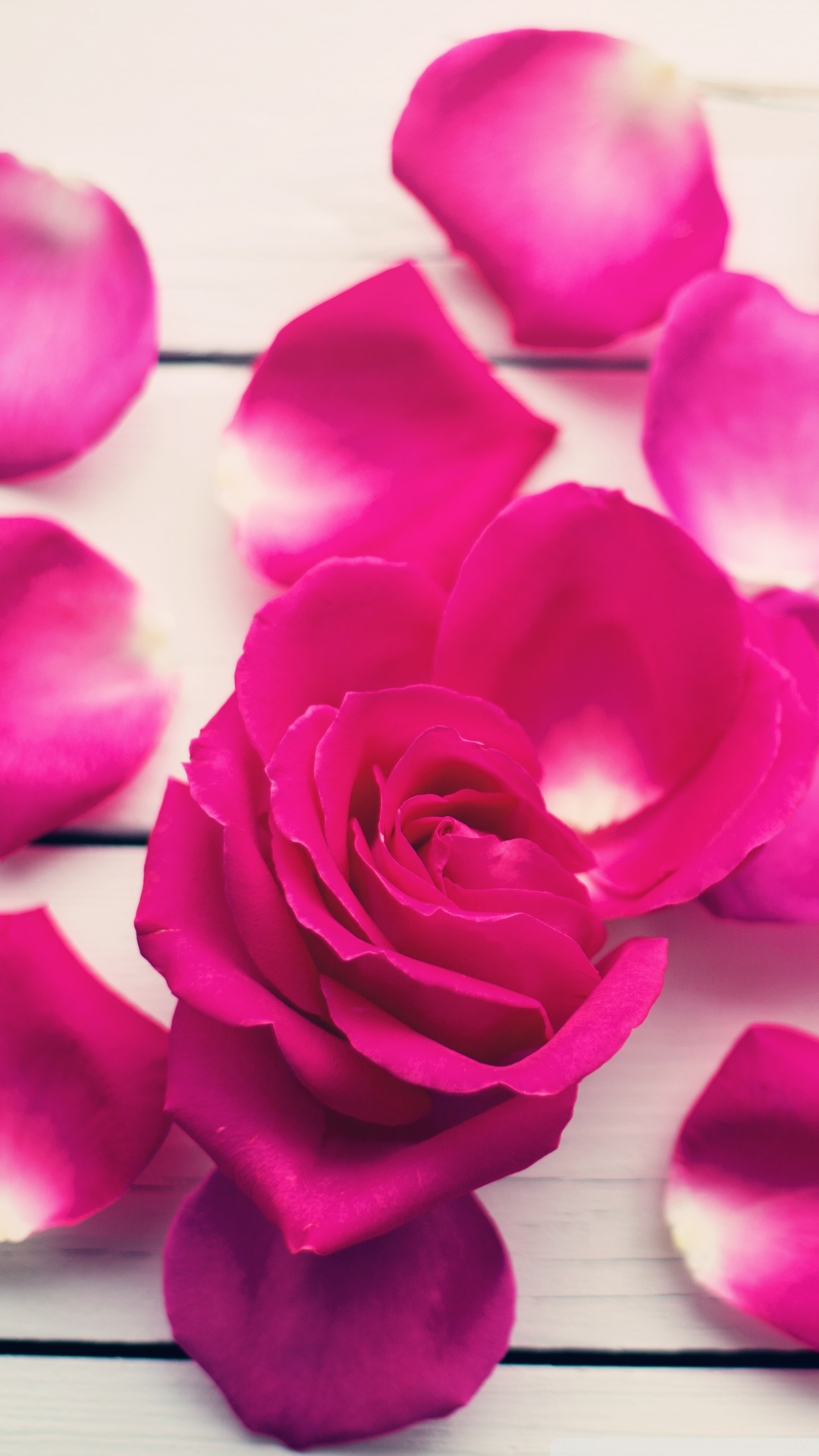 petals wallpaper,petal,pink,garden roses,rose,flower