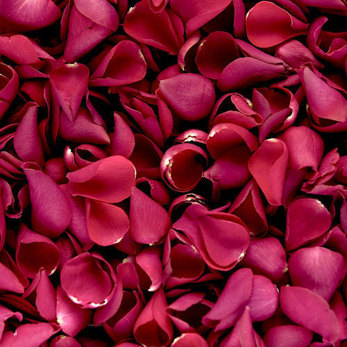 petals wallpaper,petal,red,pink,magenta,plant