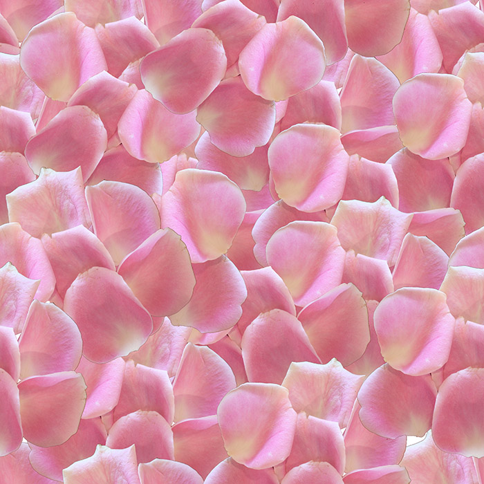 petals wallpaper,pink,petal,peach,pattern,marshmallow