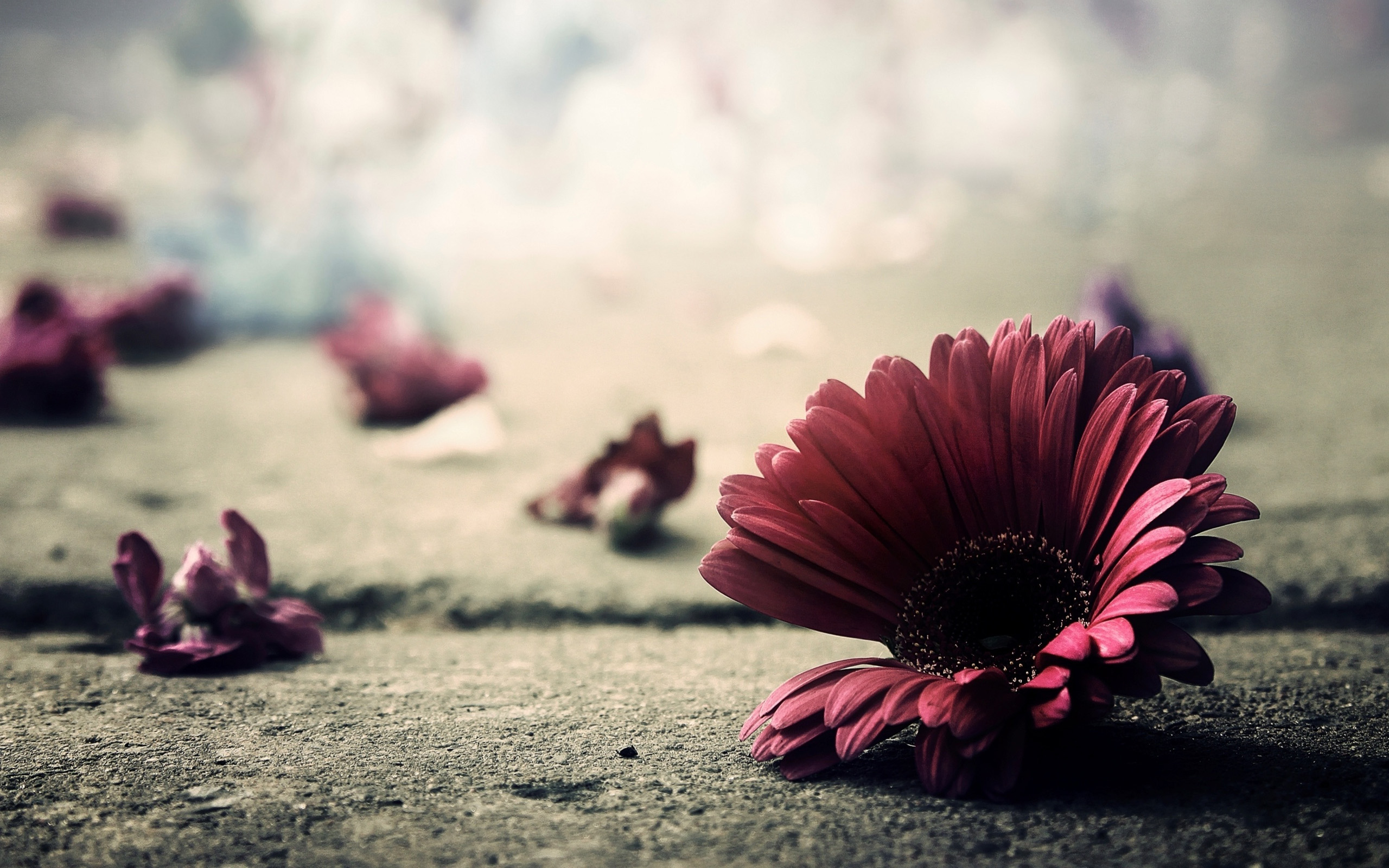 petals wallpaper,nature,petal,pink,flower,red