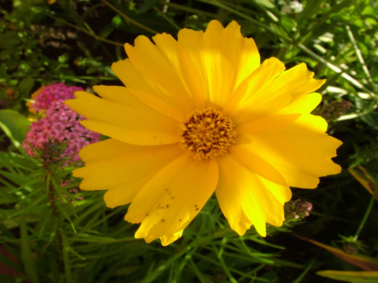 flower clock live wallpaper,flower,flowering plant,plant,yellow,petal