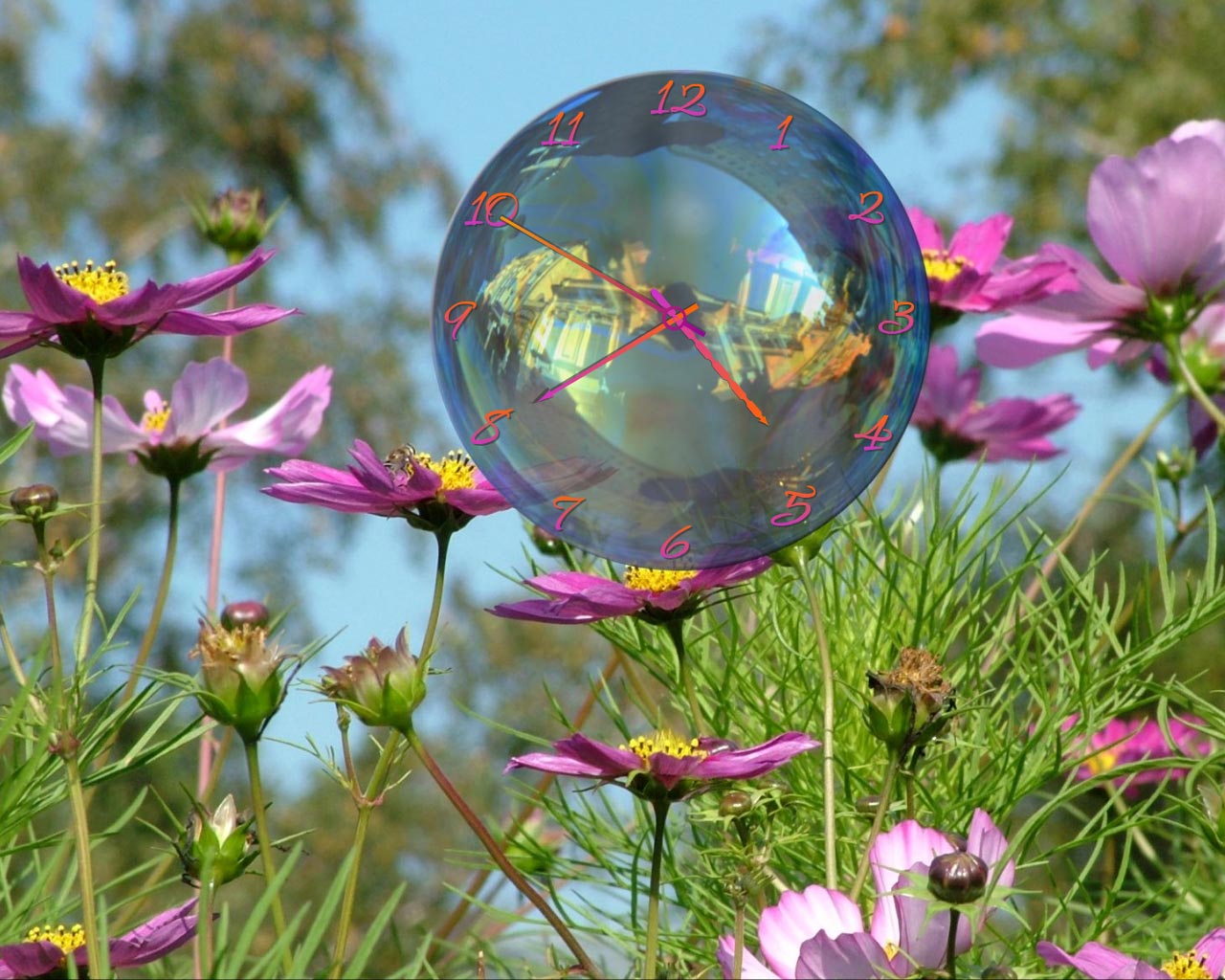 reloj de flores de pantalla en vivo,flor,paisaje natural,planta,primavera,pétalo