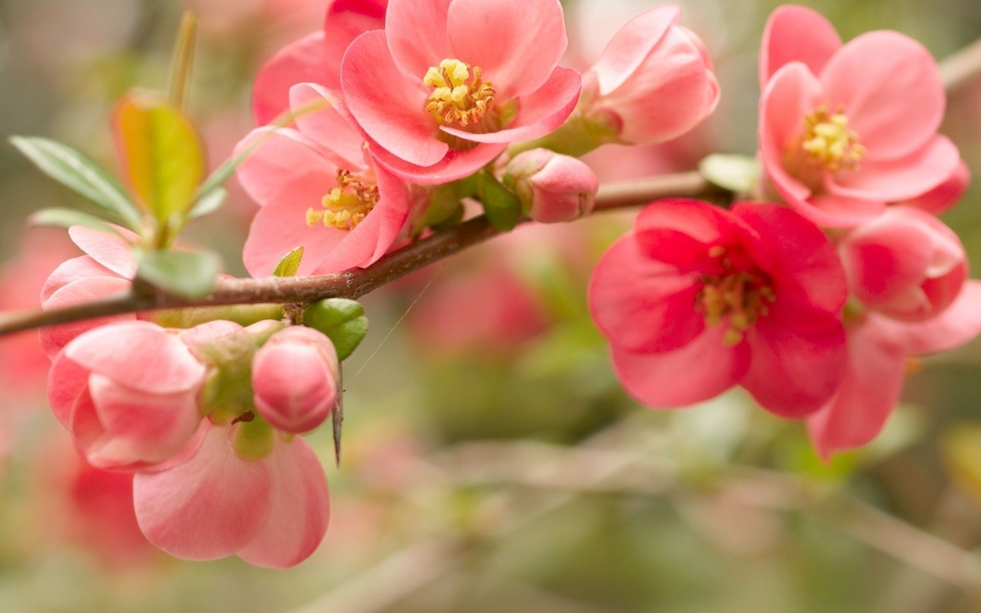 simpatica carta da parati floreale,pianta fiorita,fiore,petalo,pianta,rosa