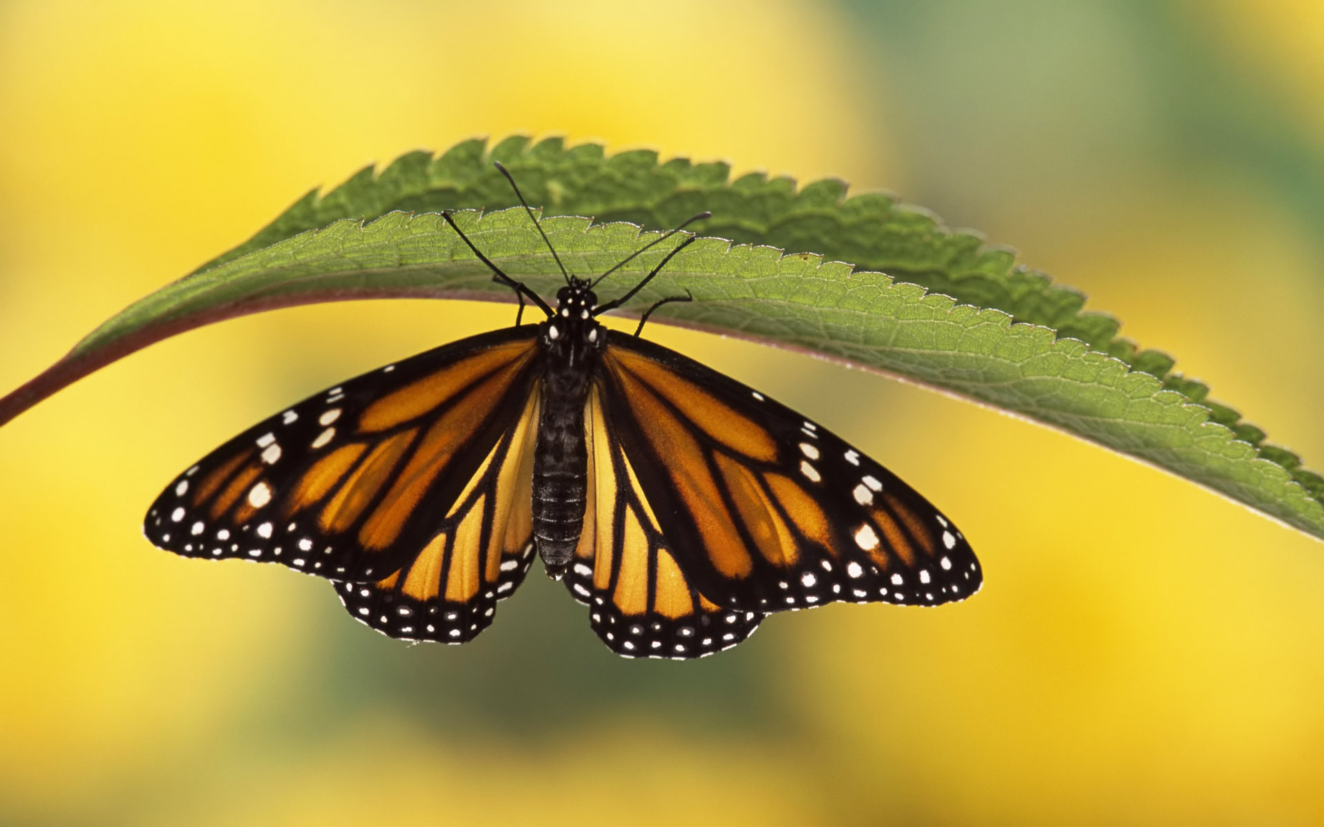 free butterfly wallpaper,moths and butterflies,butterfly,monarch butterfly,insect,viceroy (butterfly)