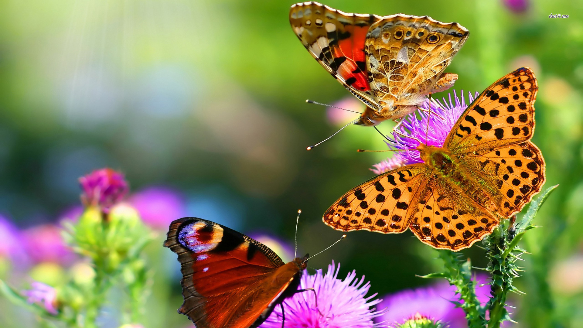 free butterfly wallpaper,moths and butterflies,butterfly,cynthia (subgenus),insect,invertebrate