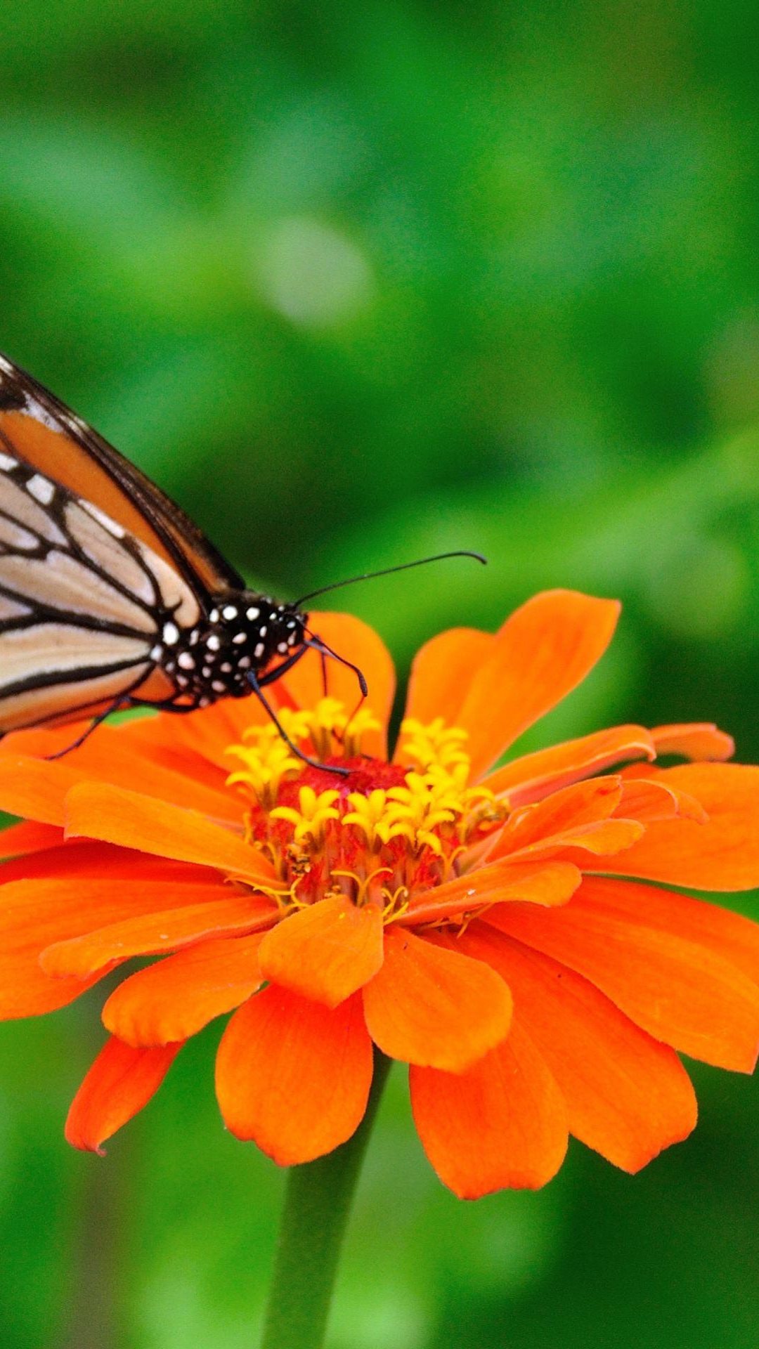 free butterfly wallpaper,butterfly,cynthia (subgenus),monarch butterfly,insect,moths and butterflies