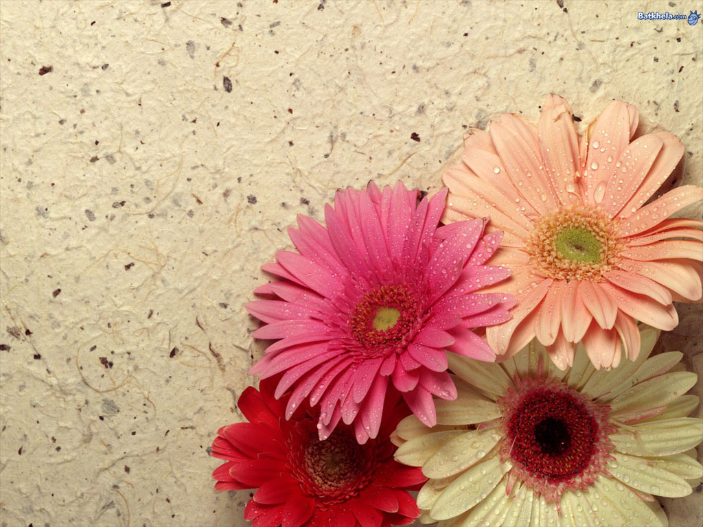 bonito fondo de pantalla floral,flor,planta floreciendo,margarita barberton,gerbera,rosado