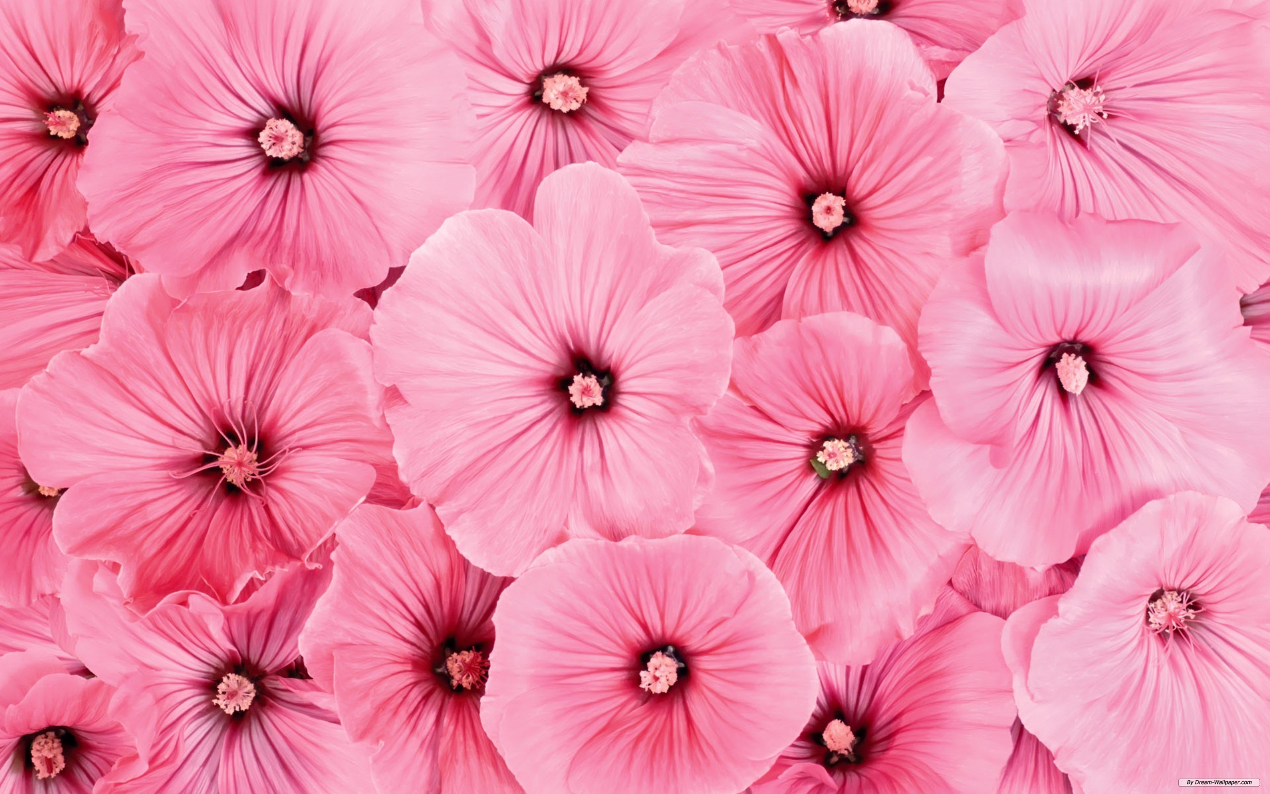 pretty floral wallpaper,pink,flower,petal,plant,magenta