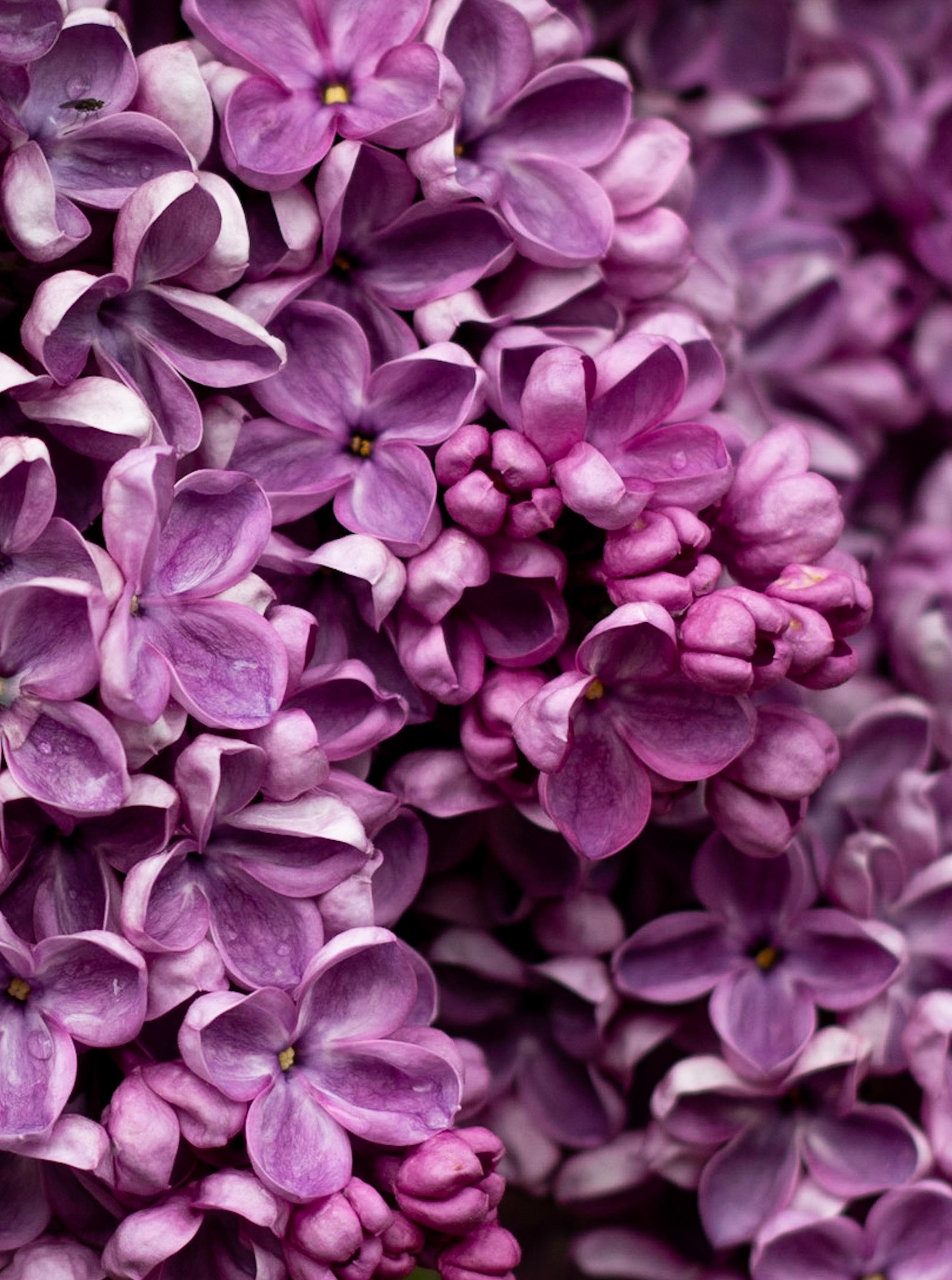 ライラックの花の壁紙,ライラック,花,バイオレット,花弁,紫の
