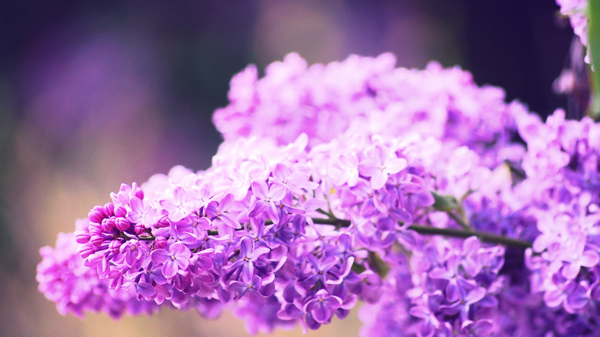 ライラックの花の壁紙,紫の,バイオレット,ライラック,ラベンダー,花