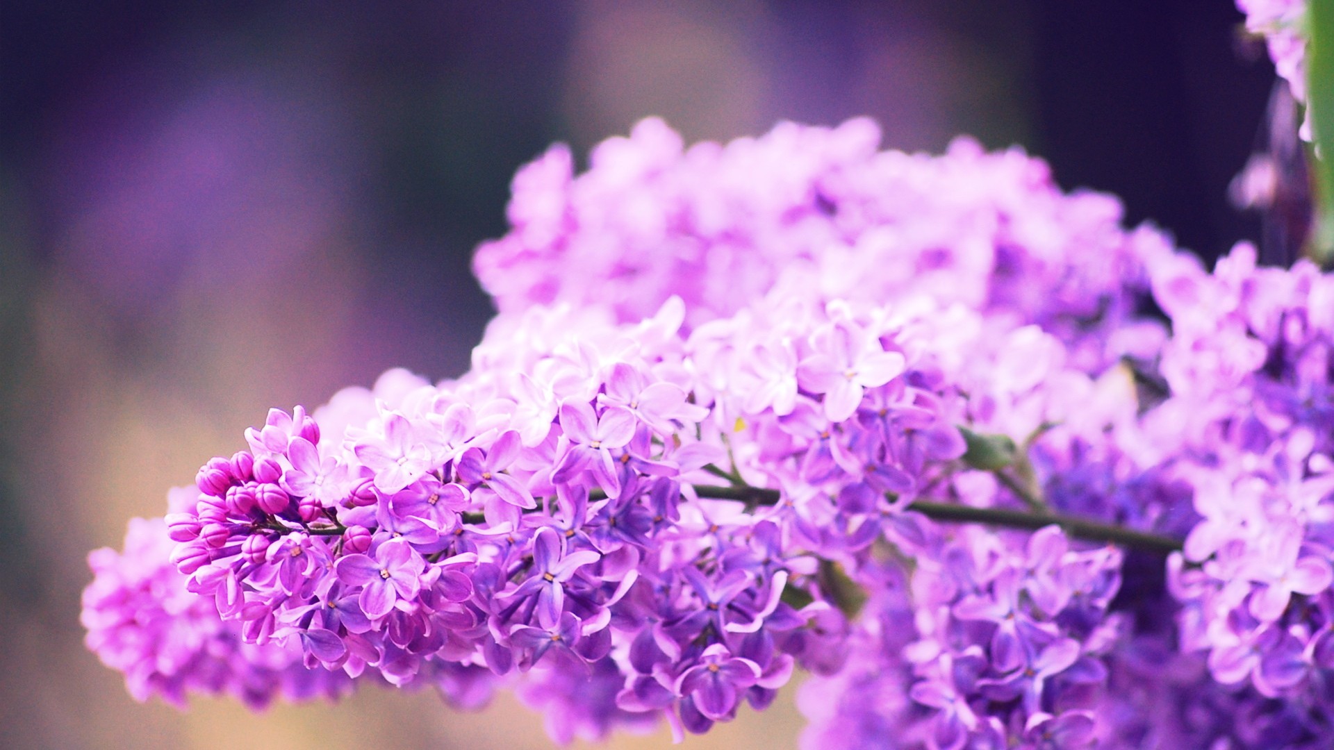 papier peint à fleurs lilas,violet,violet,lilas,lavande,fleur