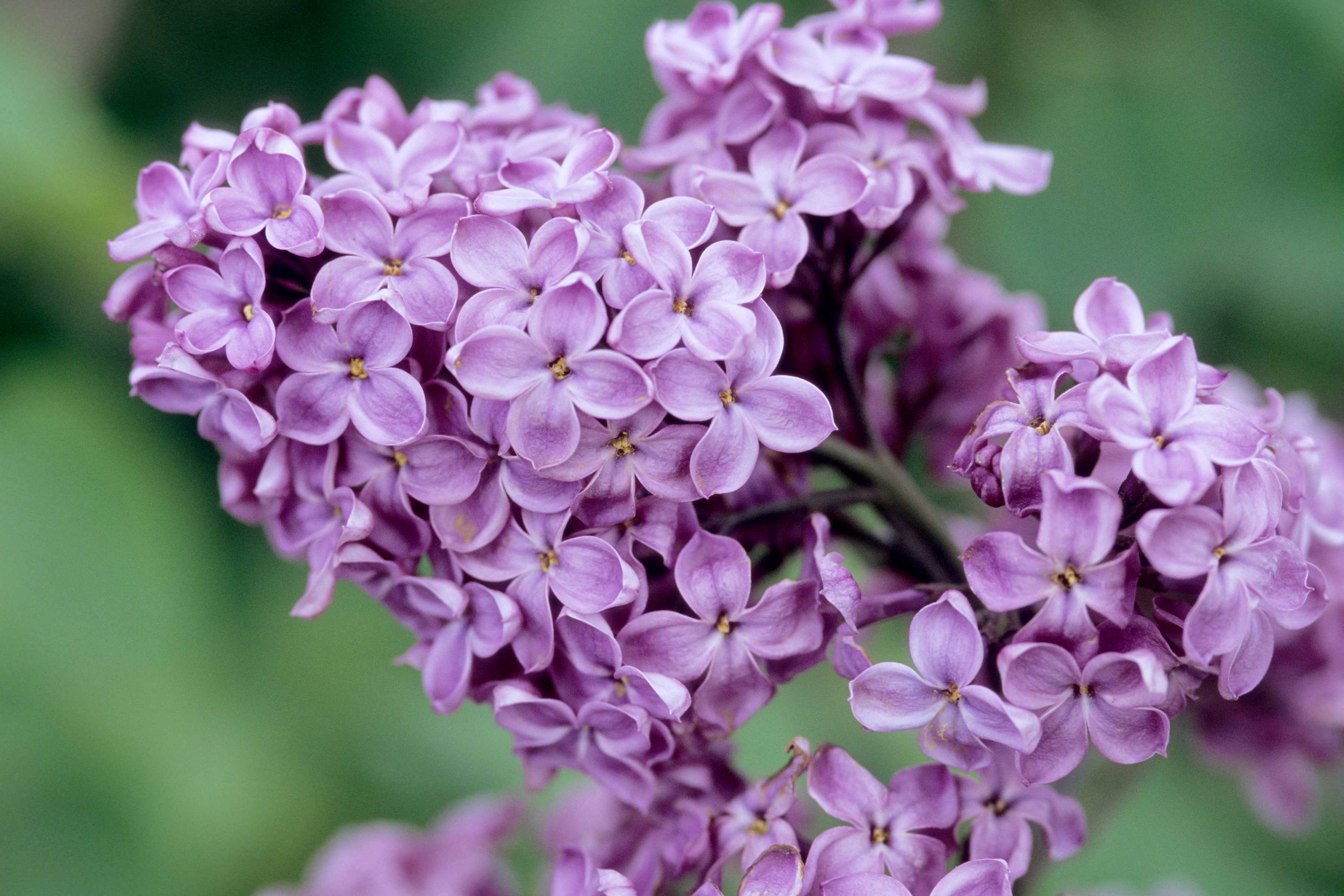 papier peint à fleurs lilas,fleur,plante à fleurs,lilas,lilas,lilas