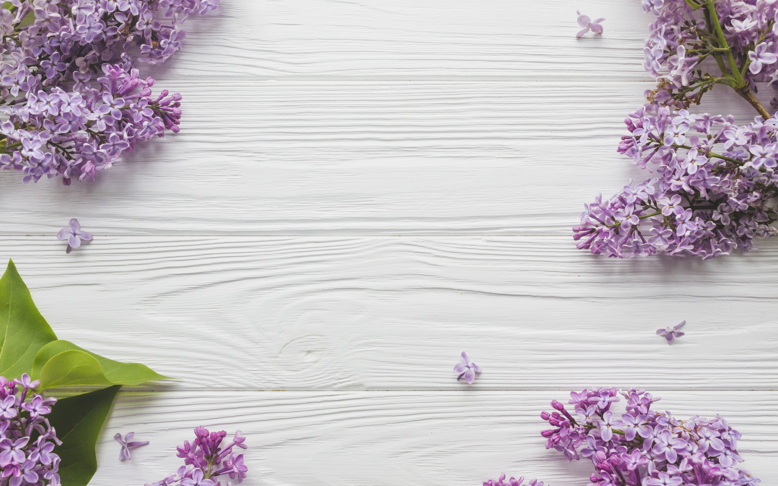 papier peint à fleurs lilas,lilas,violet,lavande,lilas,fleur