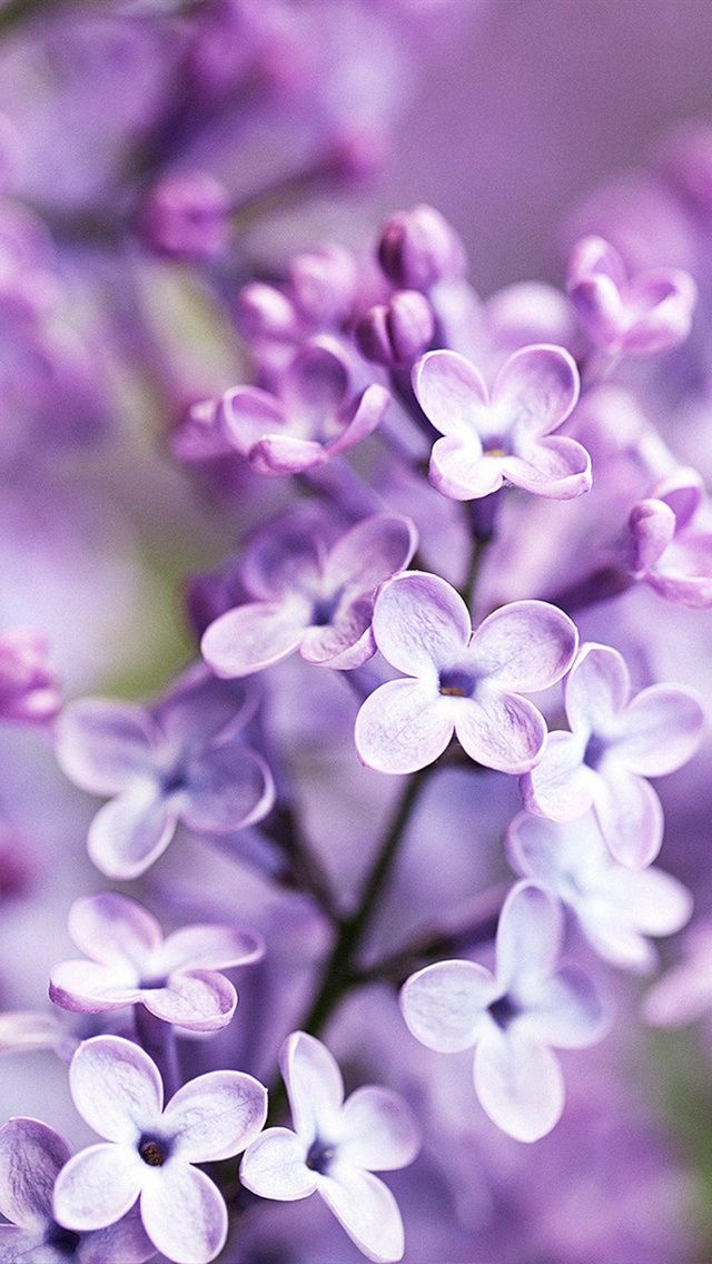 lilac floral wallpaper,lilac,violet,lavender,purple,lilac