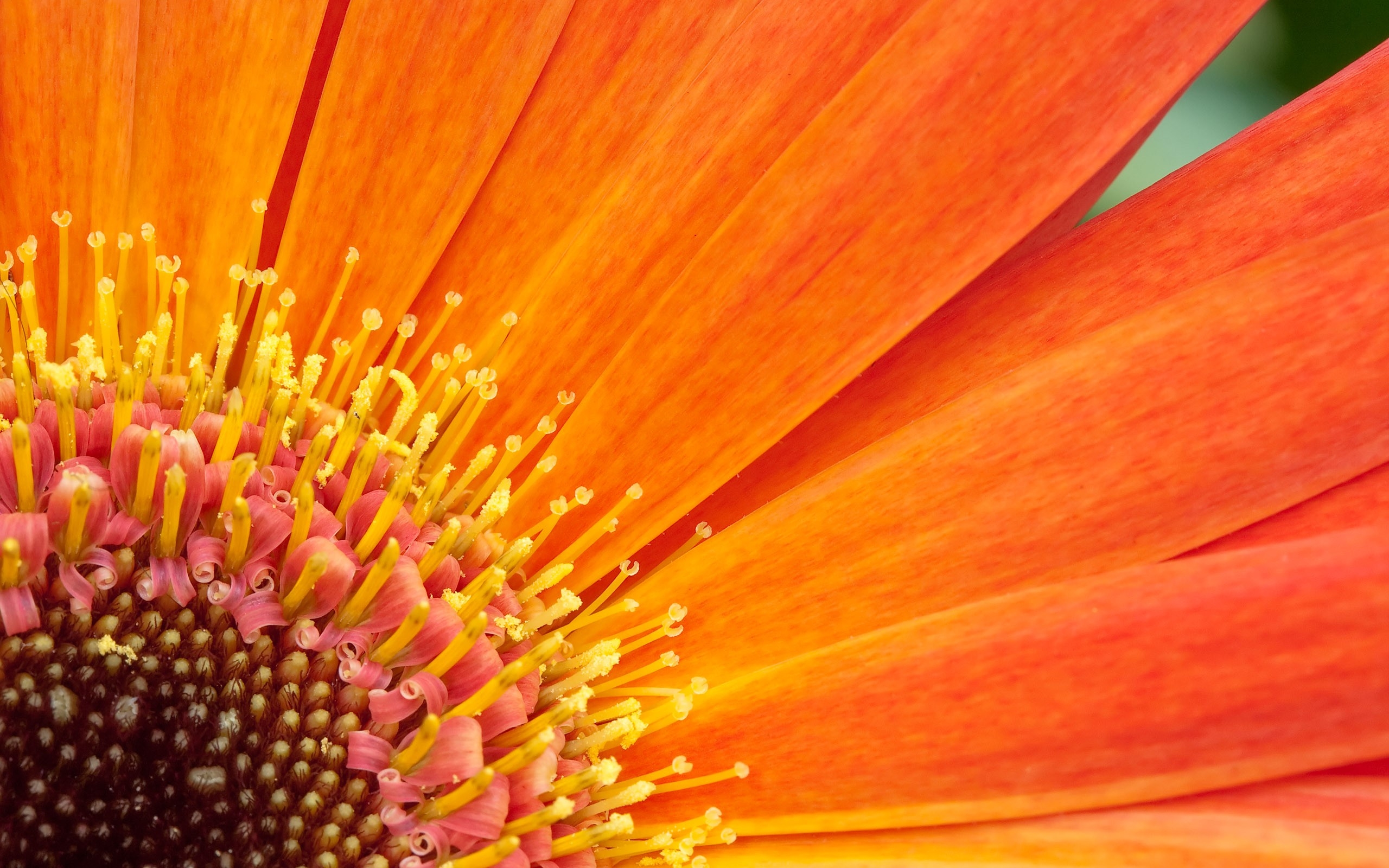 オレンジ色の花の壁紙,花,オレンジ,花弁,ガザニア,閉じる