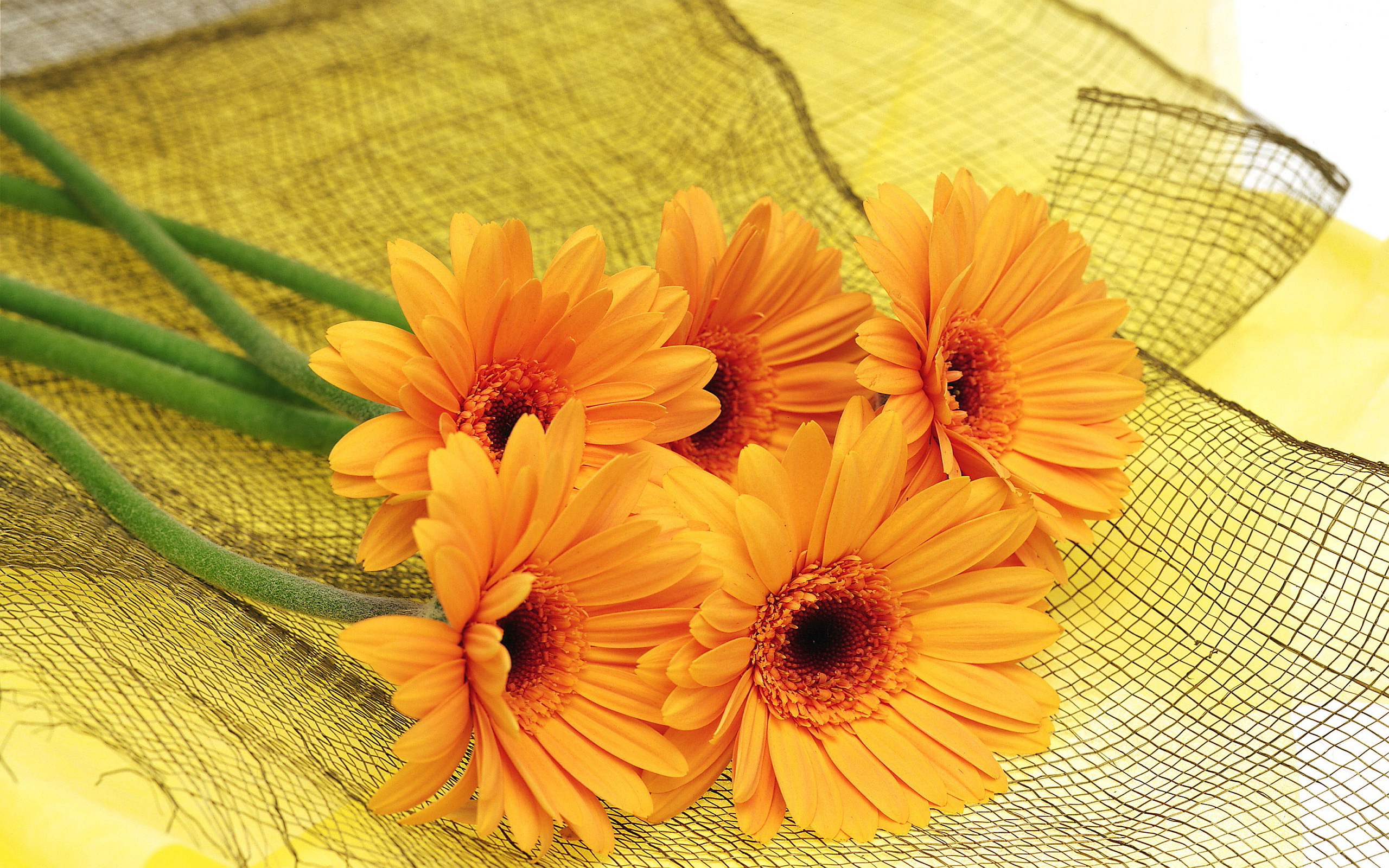 오렌지 꽃 무늬 벽지,꽃,거베라,이발사 데이지,주황색,노랑