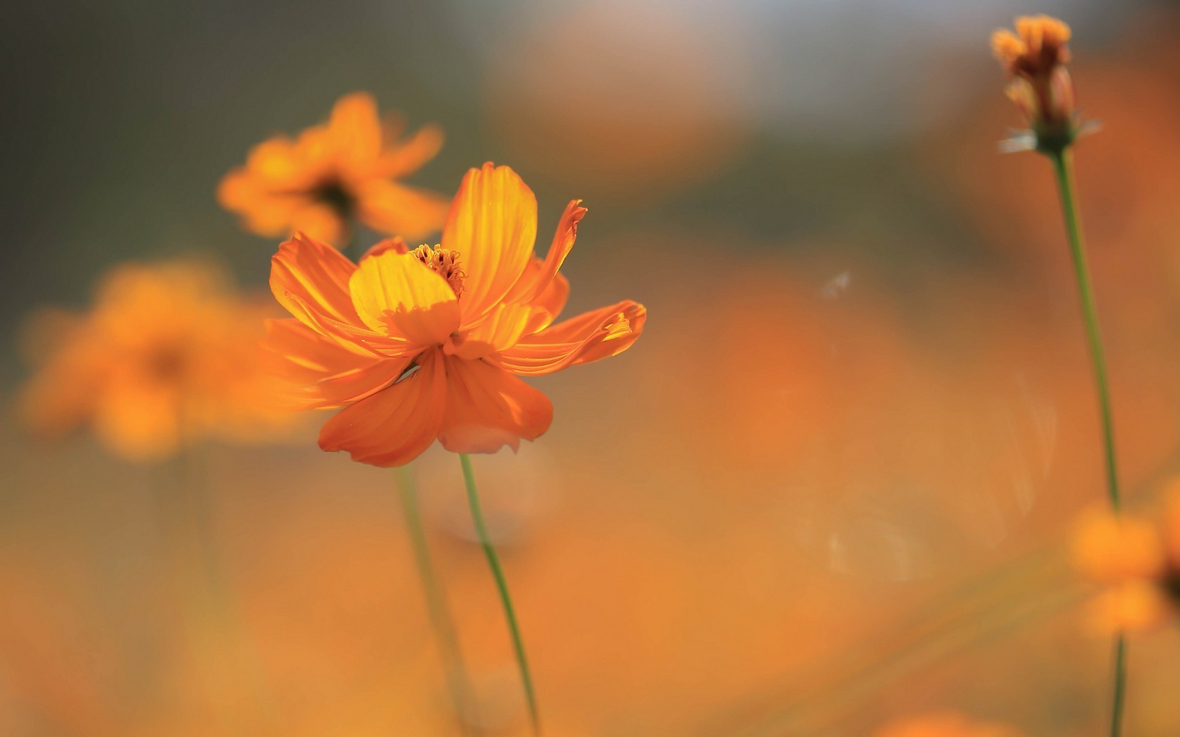 papier peint à fleurs orange,fleur,plante à fleurs,cosmos de soufre,orange,pétale