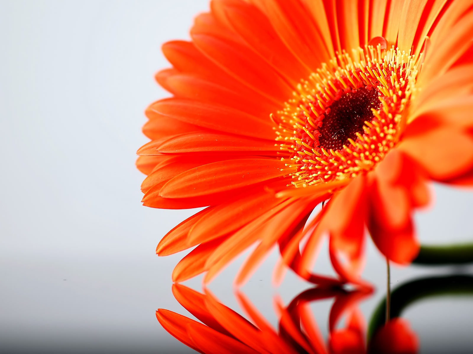 orange floral wallpaper,barberton daisy,orange,gerbera,flower,petal