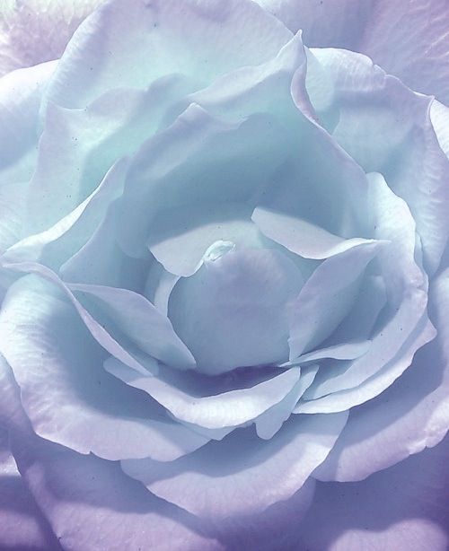 pastel rose wallpaper,pétalo,azul,blanco,flor,rosa
