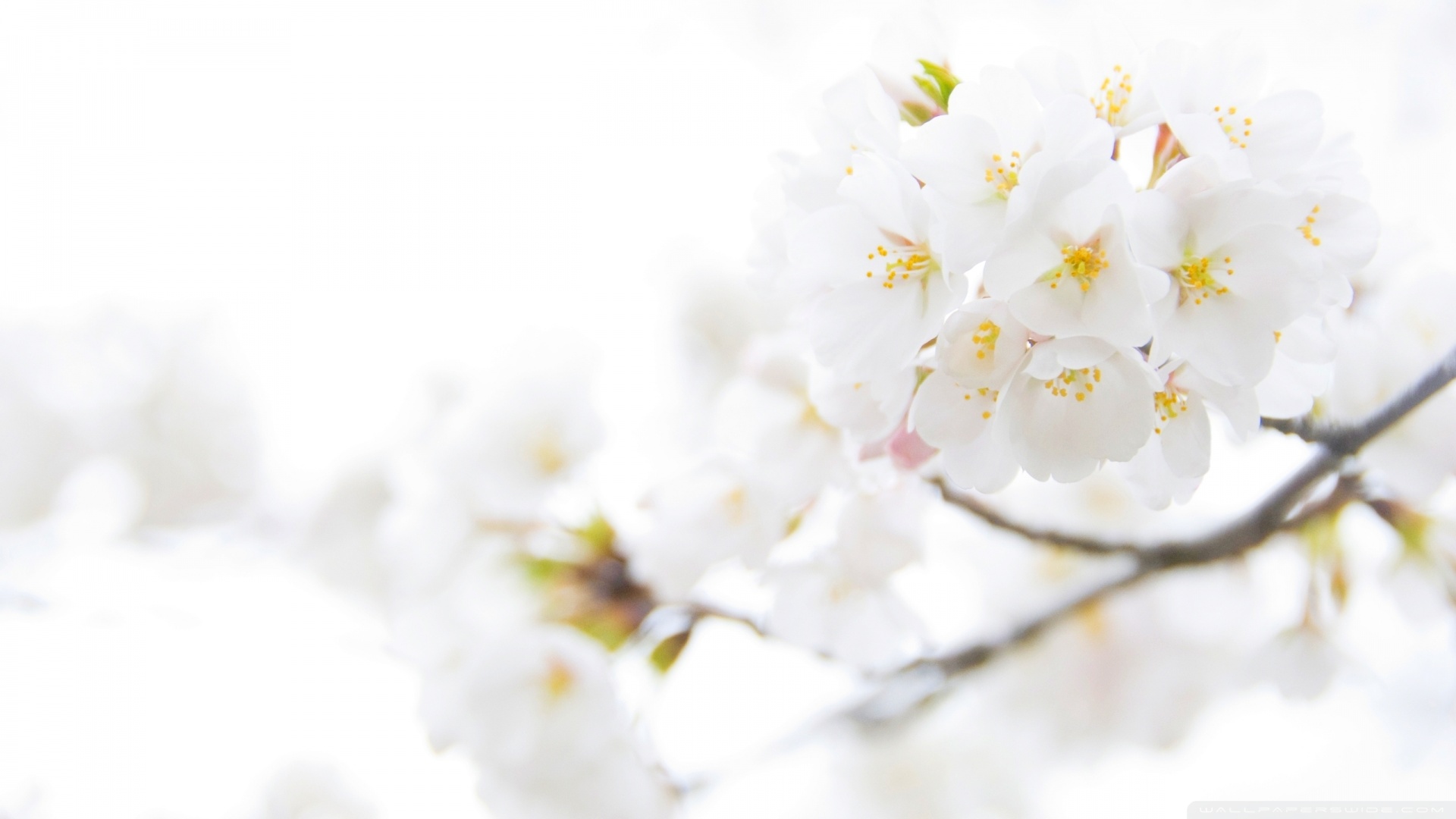 white floral wallpaper,white,flower,branch,blossom,spring