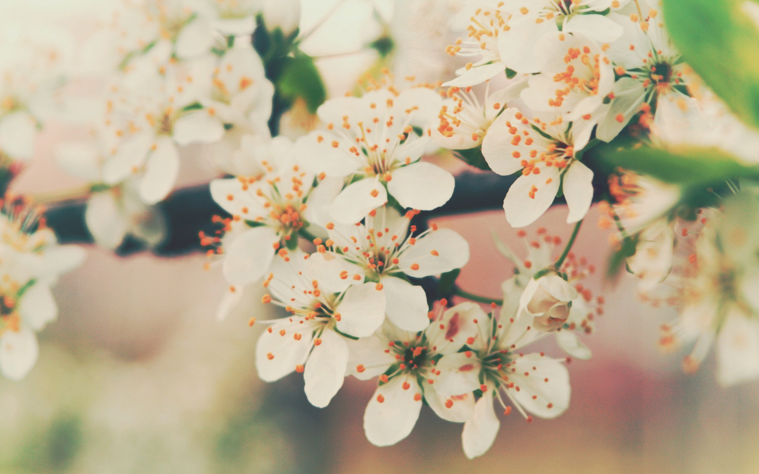 white floral wallpaper,flower,white,blossom,branch,spring
