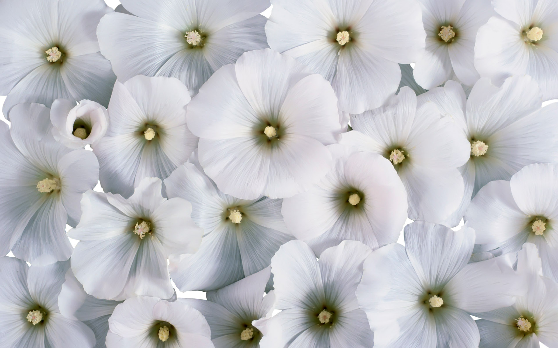 흰 꽃 벽지,하얀,꽃,꽃잎,식물,피튜니아