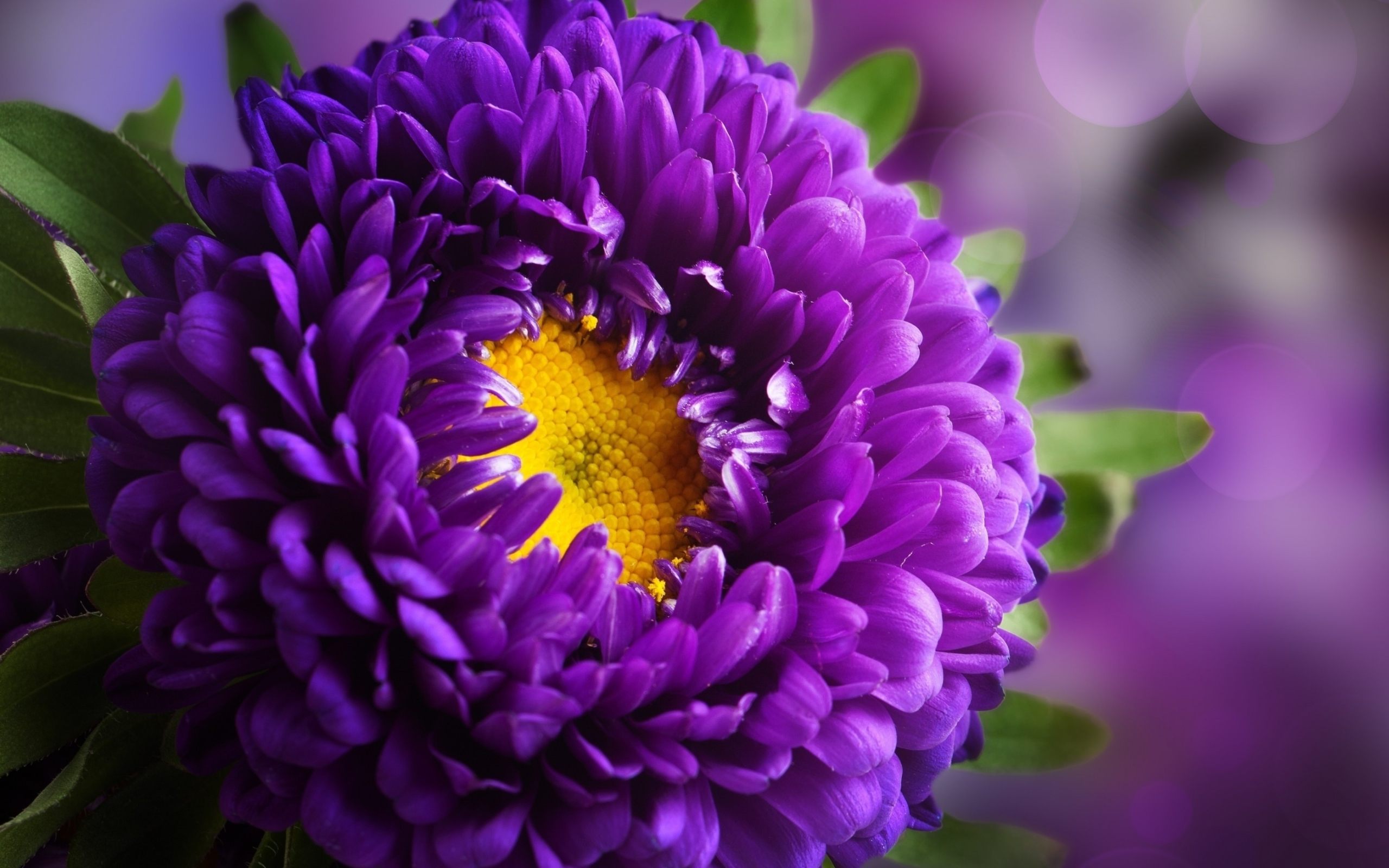 紫の花の壁紙,花,開花植物,花弁,工場,紫の