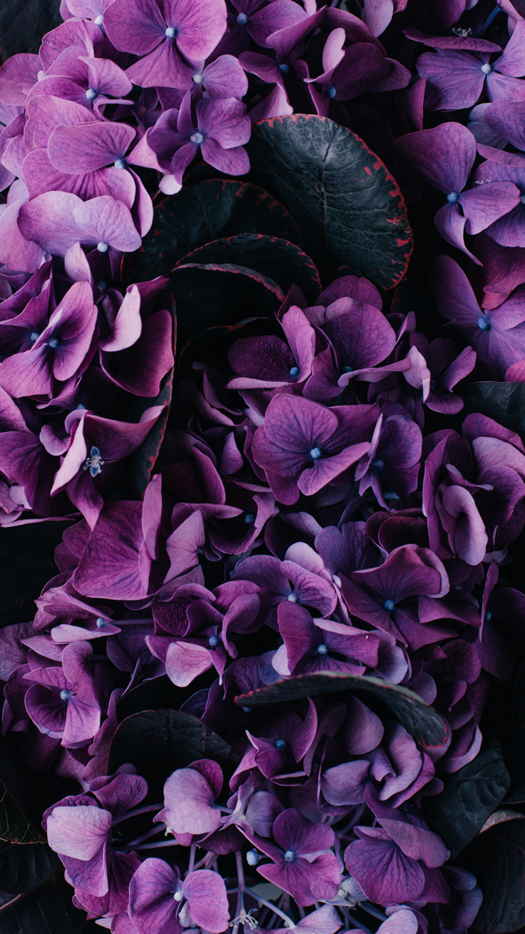 紫の花の壁紙,バイオレット,紫の,花弁,花,ライラック