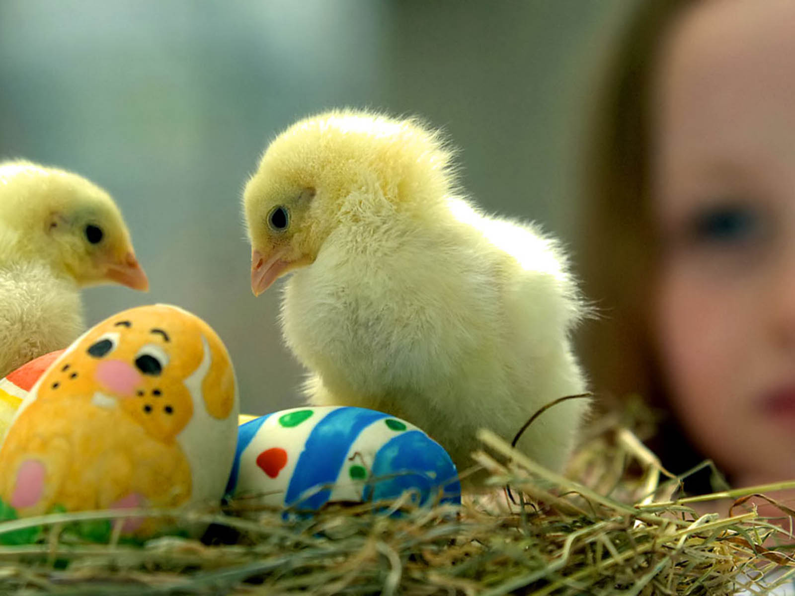 carta da parati pulcino,uccello,pollo,uovo,bestiame,uovo di pasqua